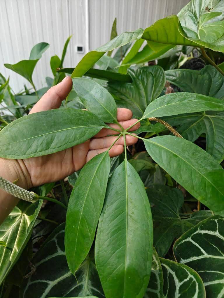 Anthurium Eminens S1 - SMUKHI