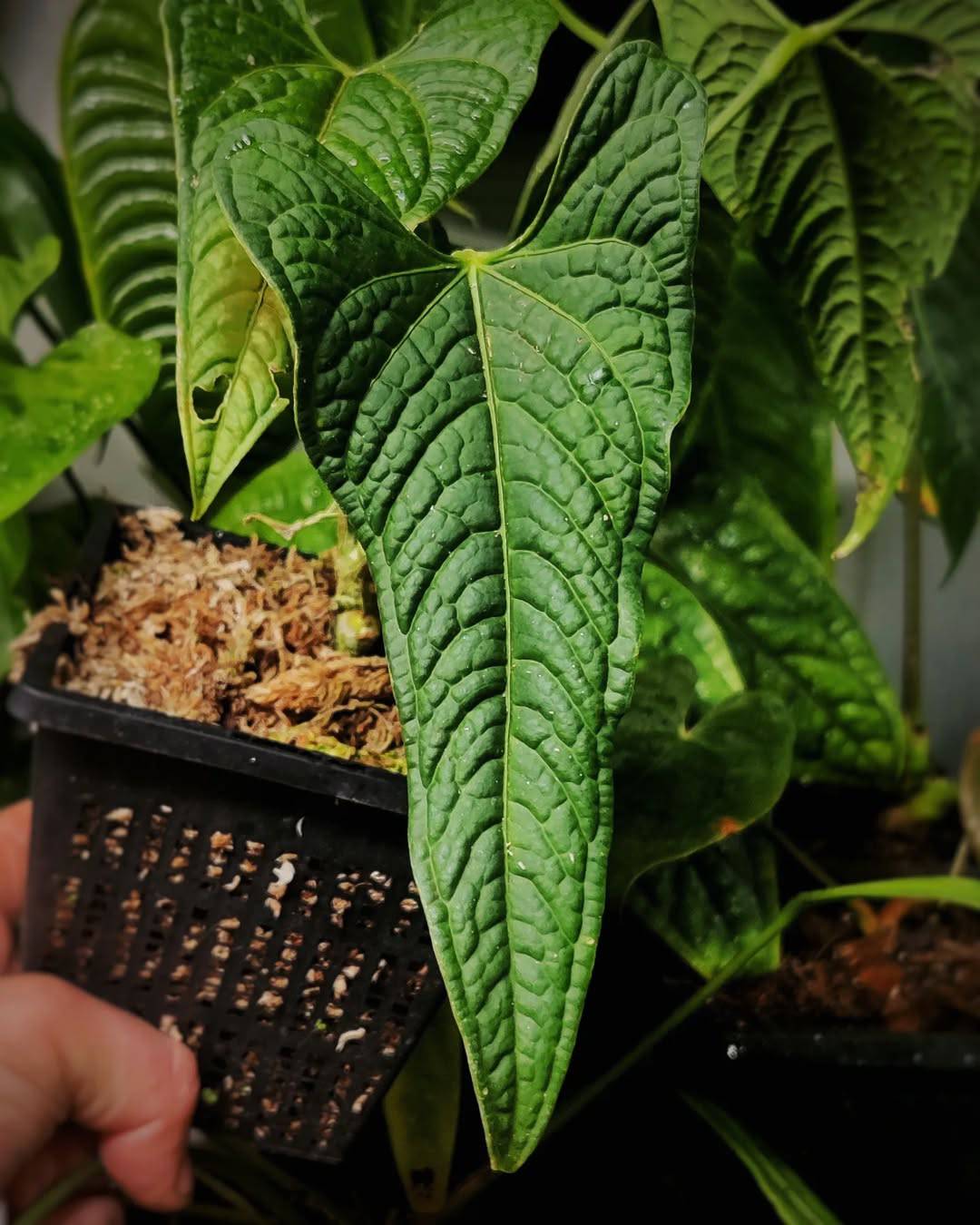 Anthurium Lappoanum S1 - SMUKHI