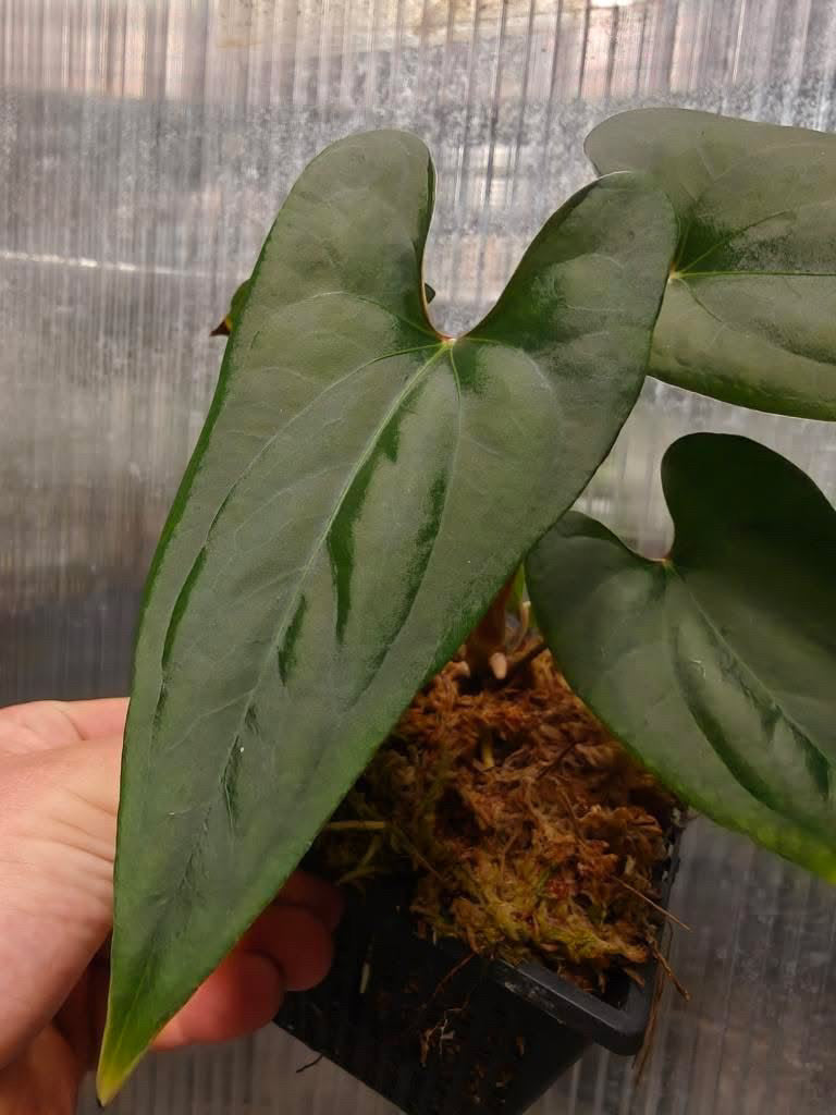 Anthurium cf. Sagittatum S1