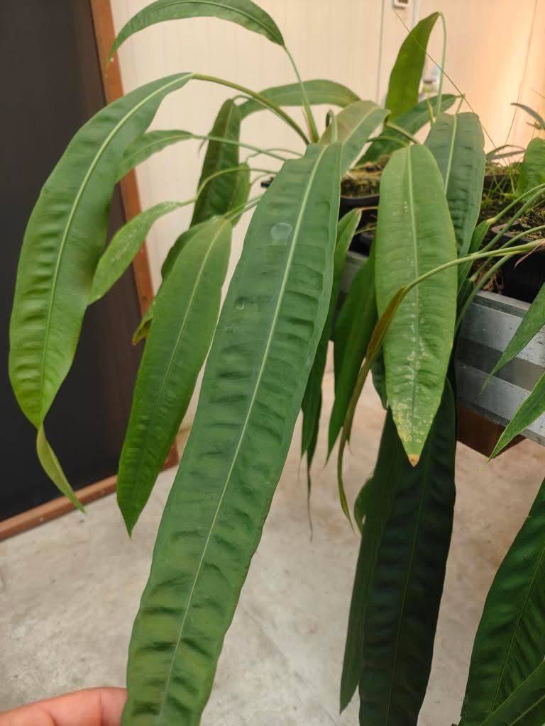 Anthurium sp. Morona x self - SMUKHI