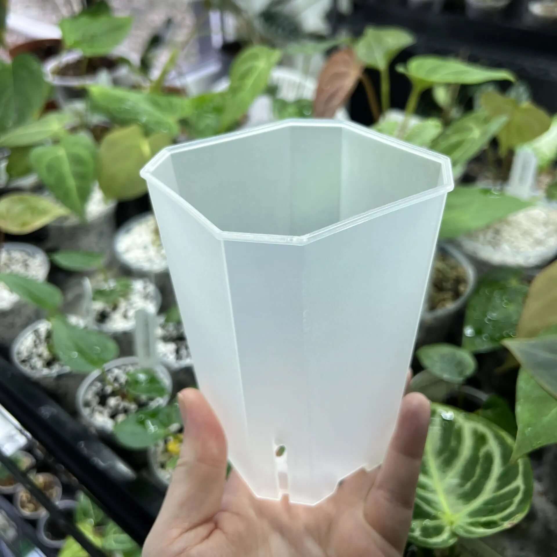 Plastic Plant Pots - Semi-transparent - Square - SMUKHI