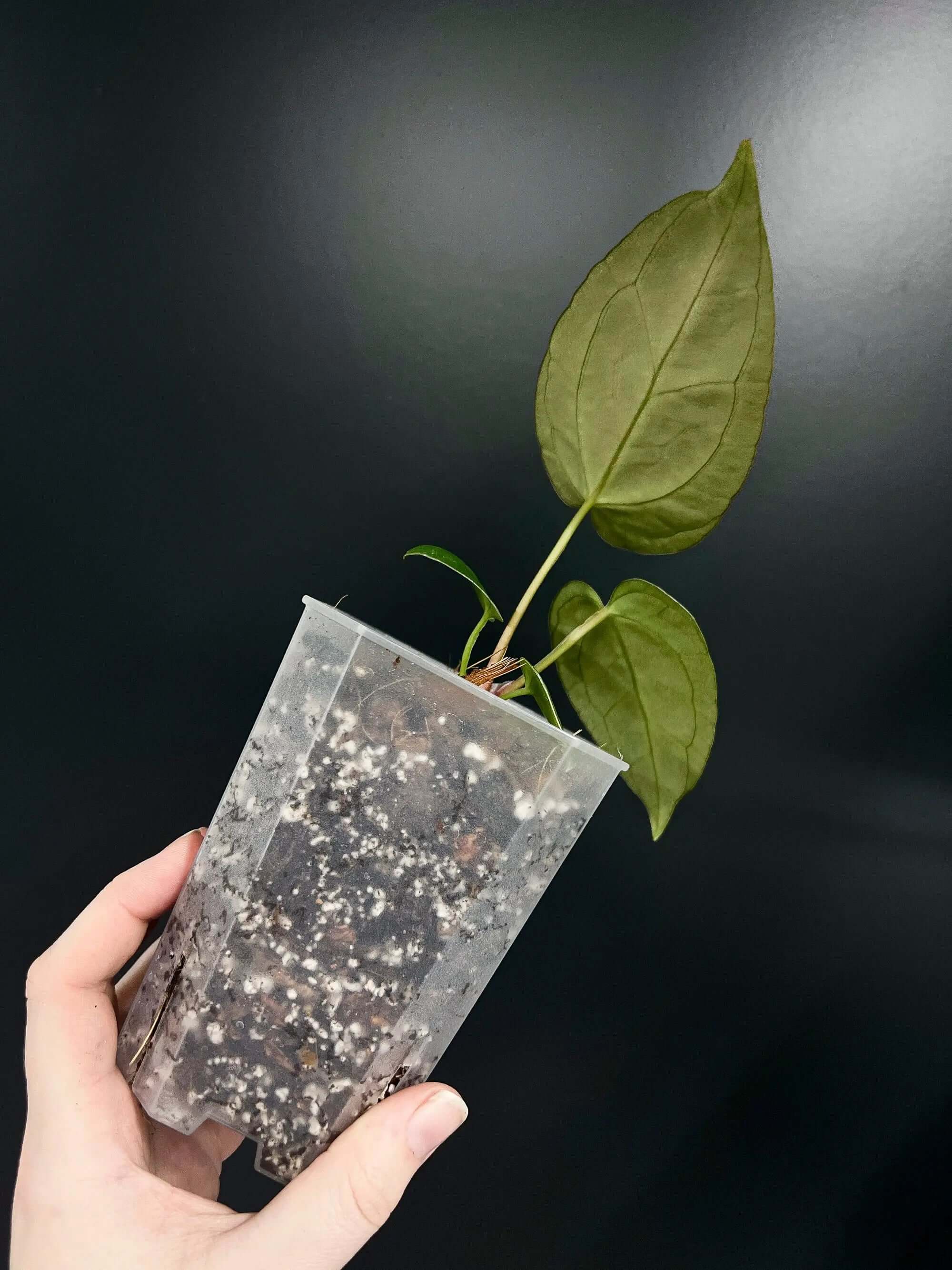 Square Aroid Pots - Semi-opaque Plastic - SMUKHI
