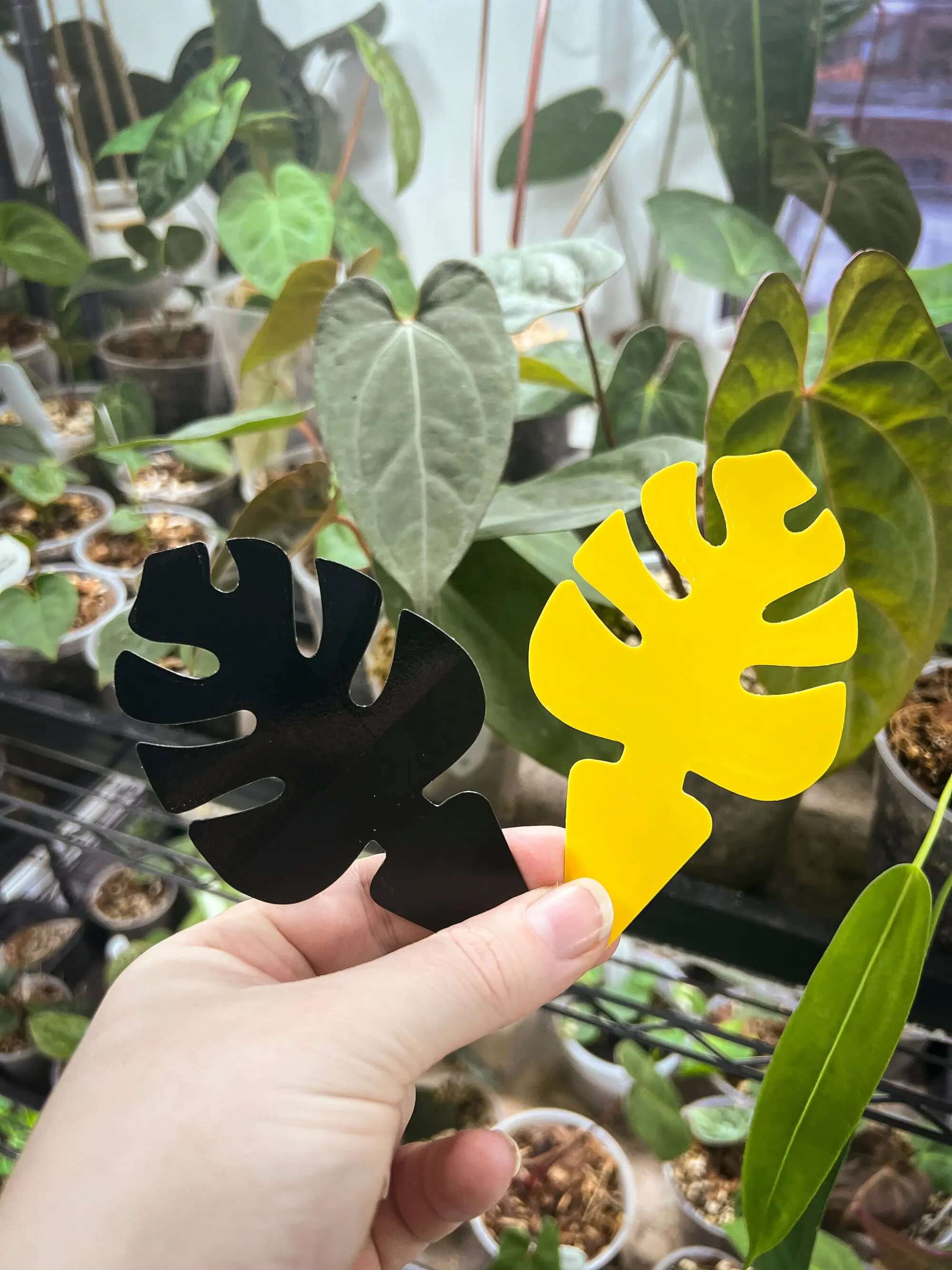 Sticky Traps For Fungus Gnats - Monstera Leaf Shape - Set of 10 - SMUKHI