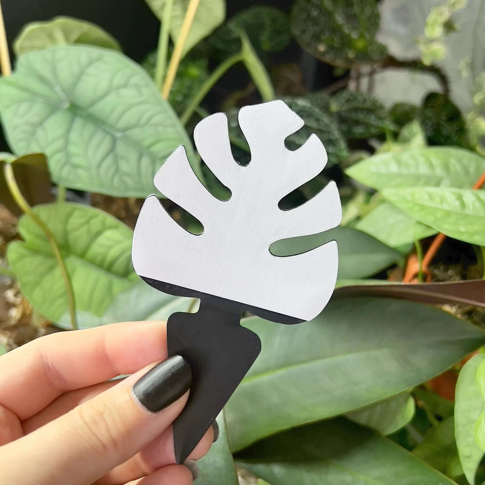 Sticky Traps For Fungus Gnats - Monstera Leaf Shape - SMUKHI
