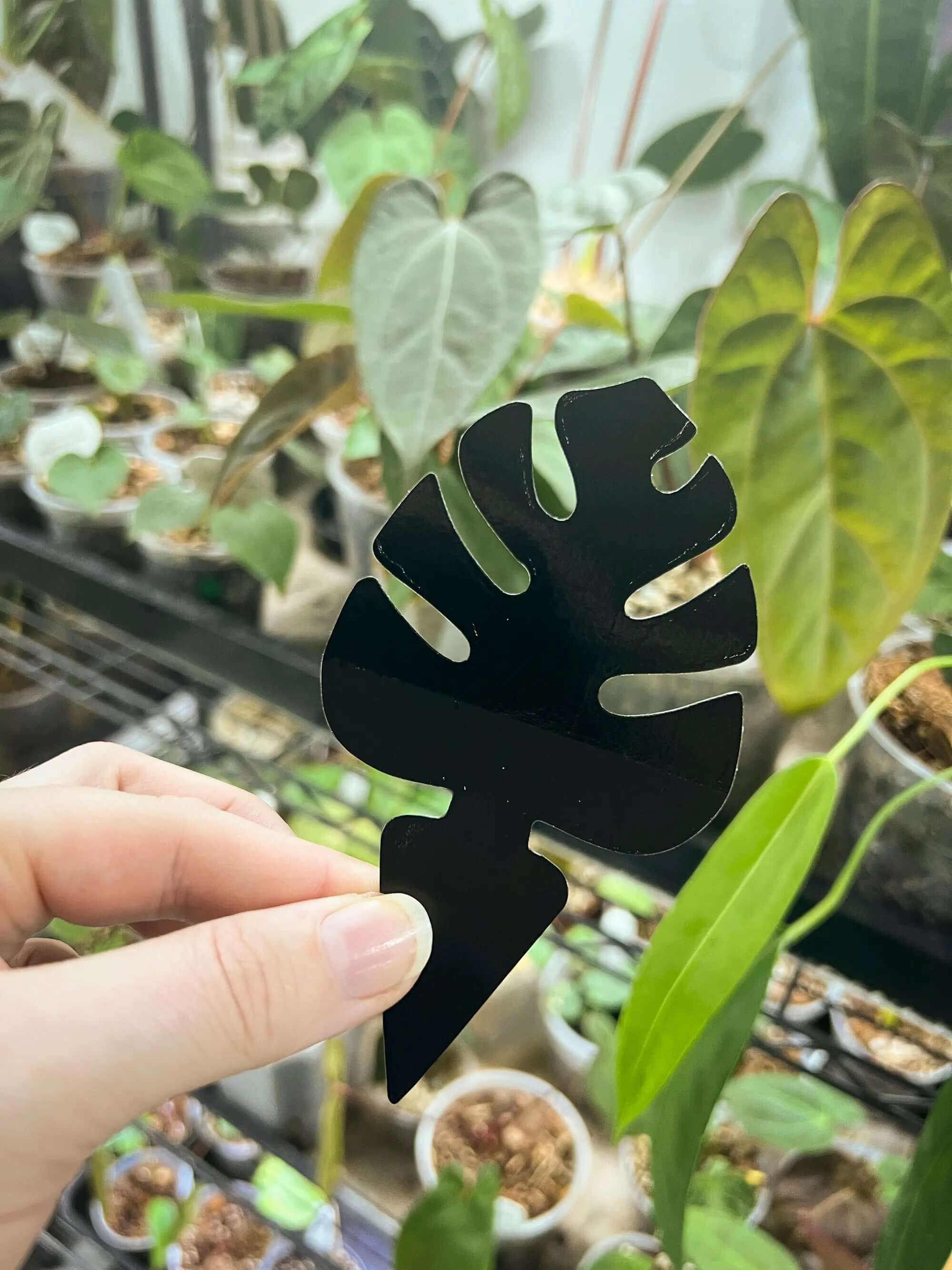 Sticky Traps For Fungus Gnats - Monstera Leaf Shape - Set of 10 - SMUKHI