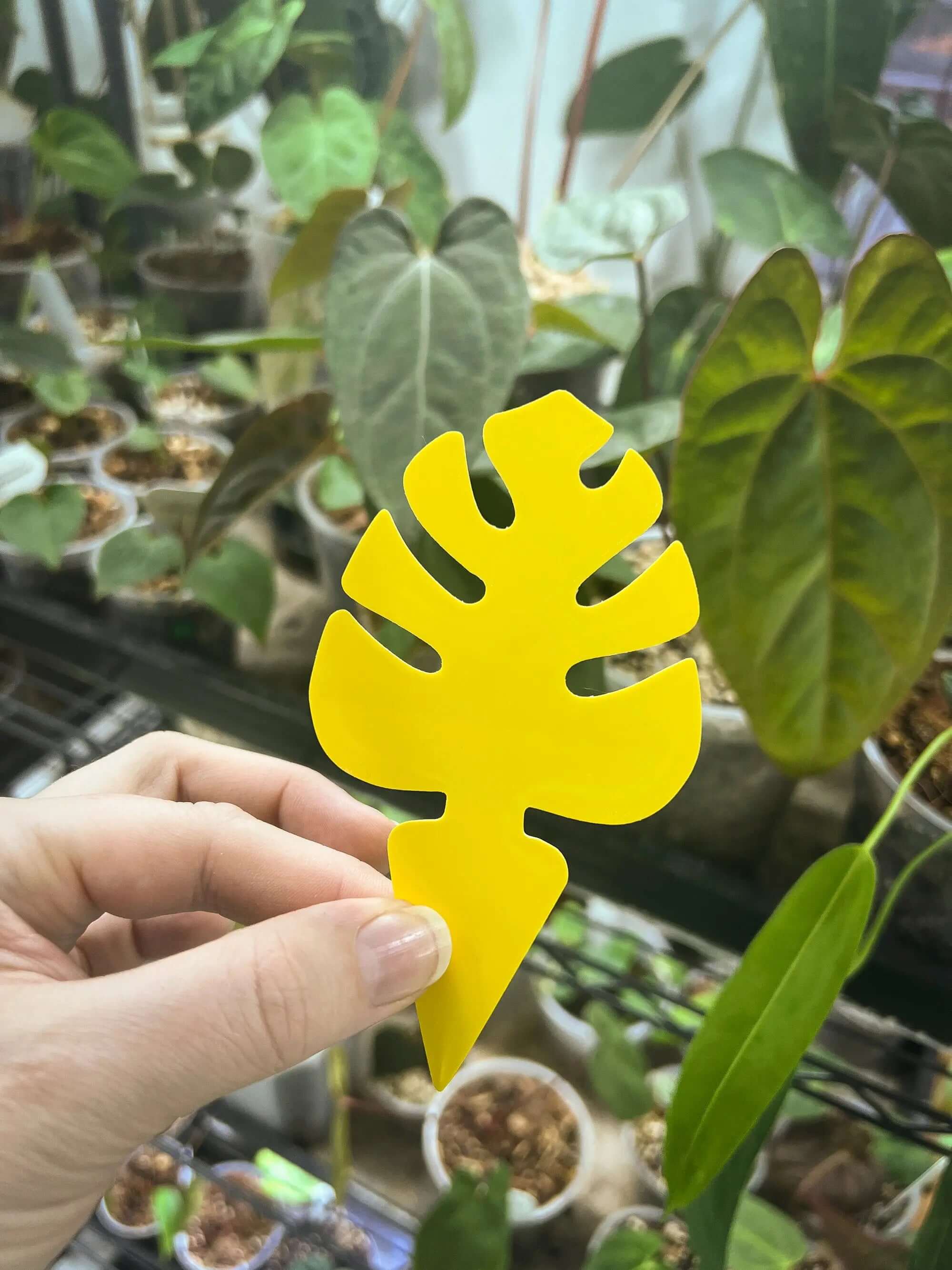 Sticky Traps For Fungus Gnats - Monstera Leaf Shape - Set of 10 - SMUKHI