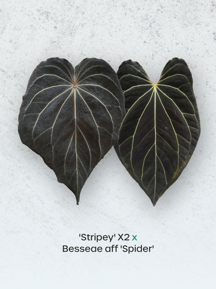 Two Anthurium 'Stripey' and Besseae aff 'Spider' plants with vibrant striped leaves and unique spider-like foliage.