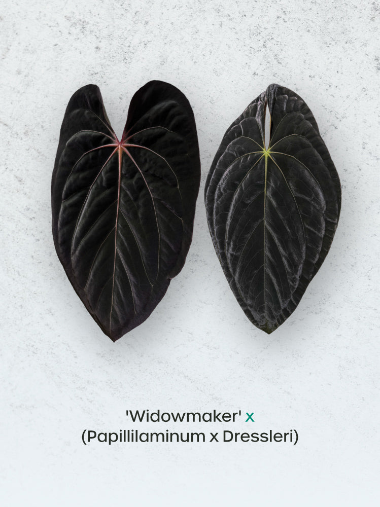 Crystallinaminum Anthurium Widowmaker hybrid plant with glossy green leaves and vibrant spathes, displayed in a decorative pot.