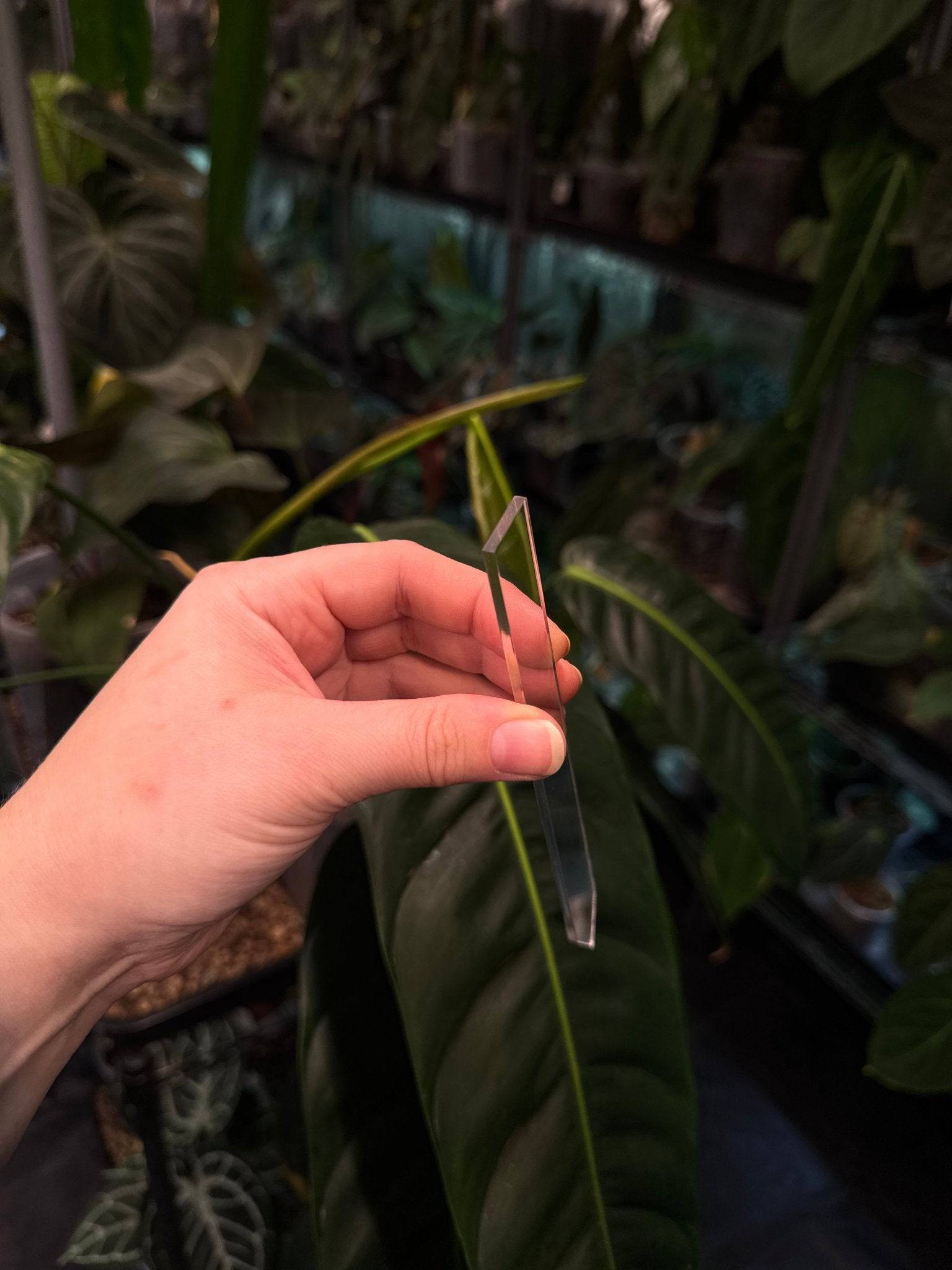 Acrylic Plant Tags (Large) - SMUKHI