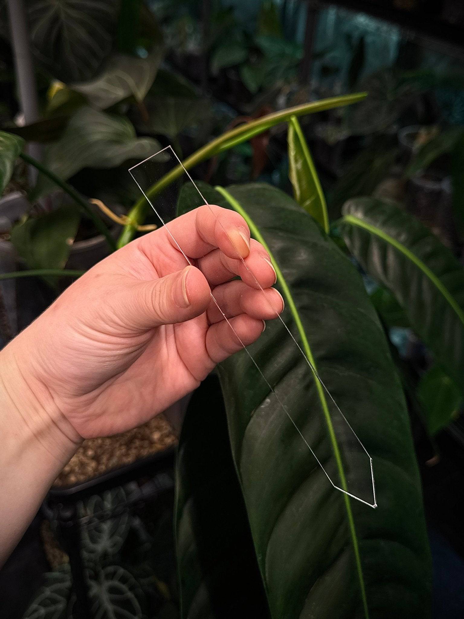 Acrylic Plant Tags (Large) - SMUKHI