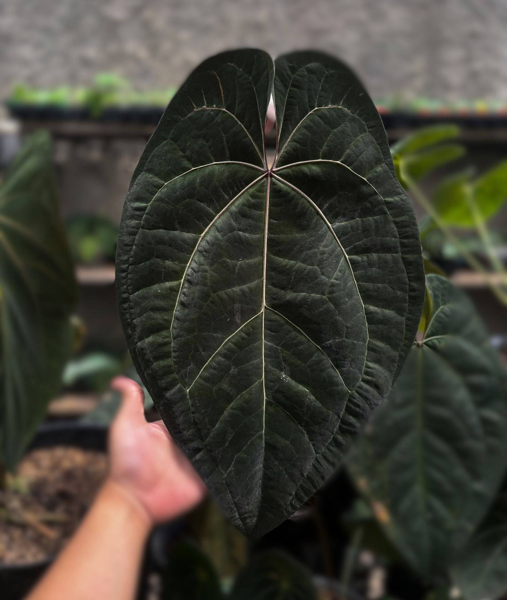 Anthurium (Ace of Spades x BVEP) x Ace of Spades DF - Seedling - SMUKHI