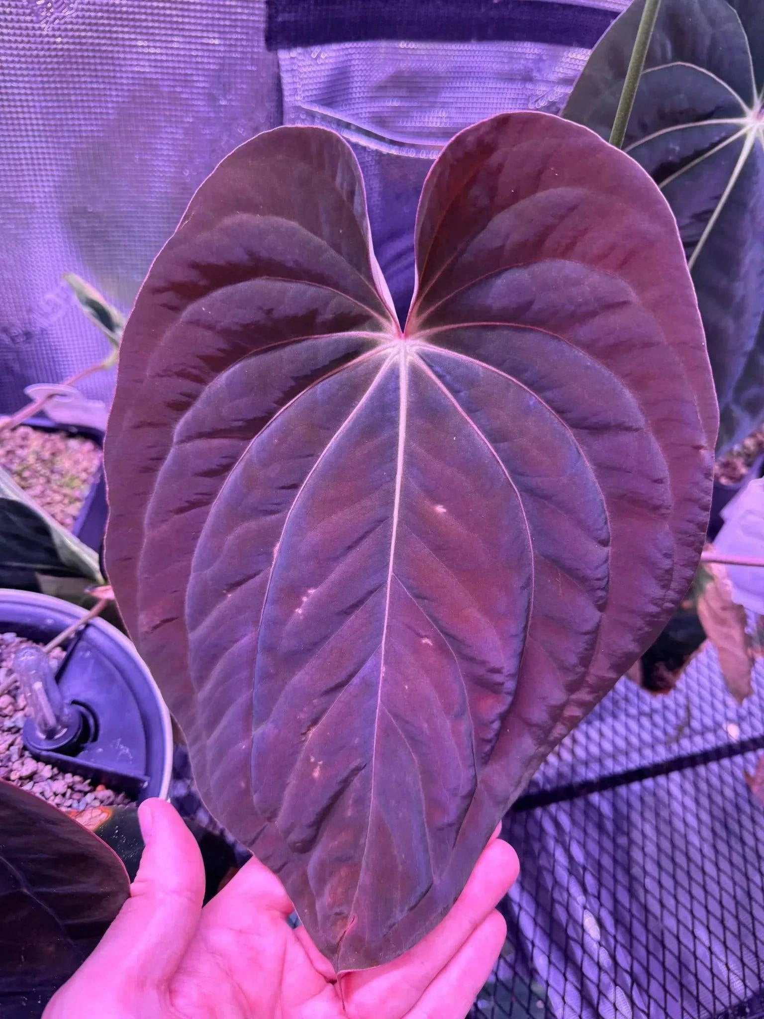 Anthurium BVEP RF1 x BVEP 'Dark Star' - Seedling - SMUKHI