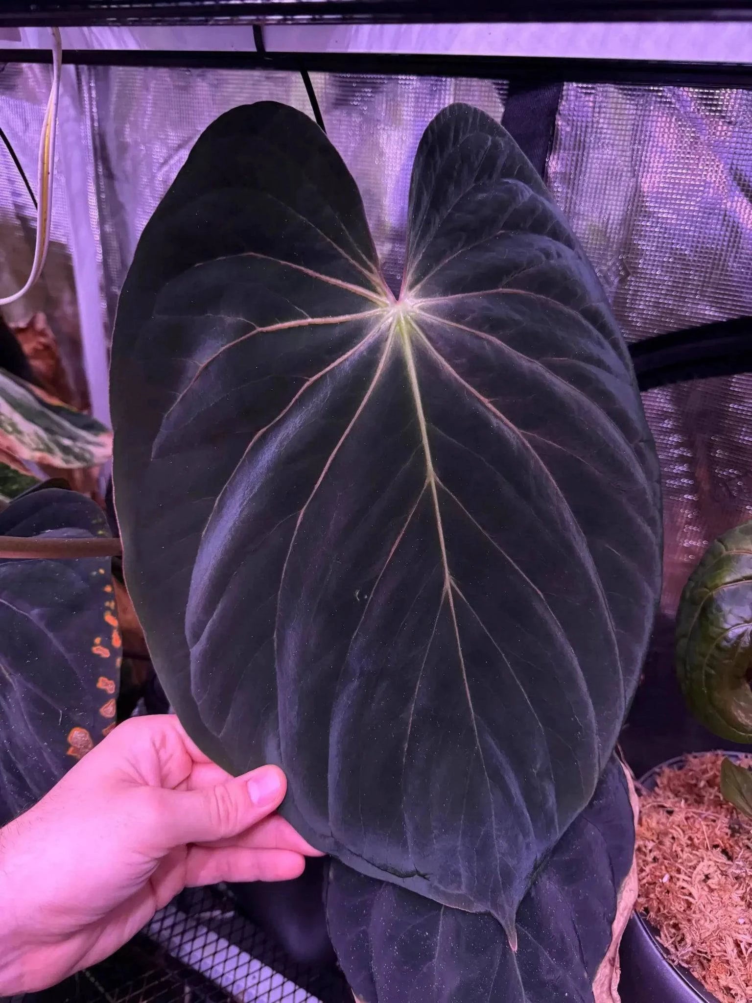 Anthurium BVEP RF1 x BVEP 'Dark Star' - Seedling - SMUKHI