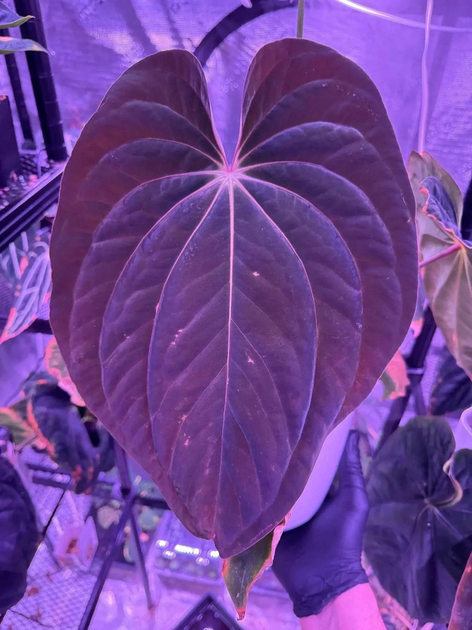 Anthurium BVEP RF1 x BVEP 'Dark Star' - Seedling - SMUKHI