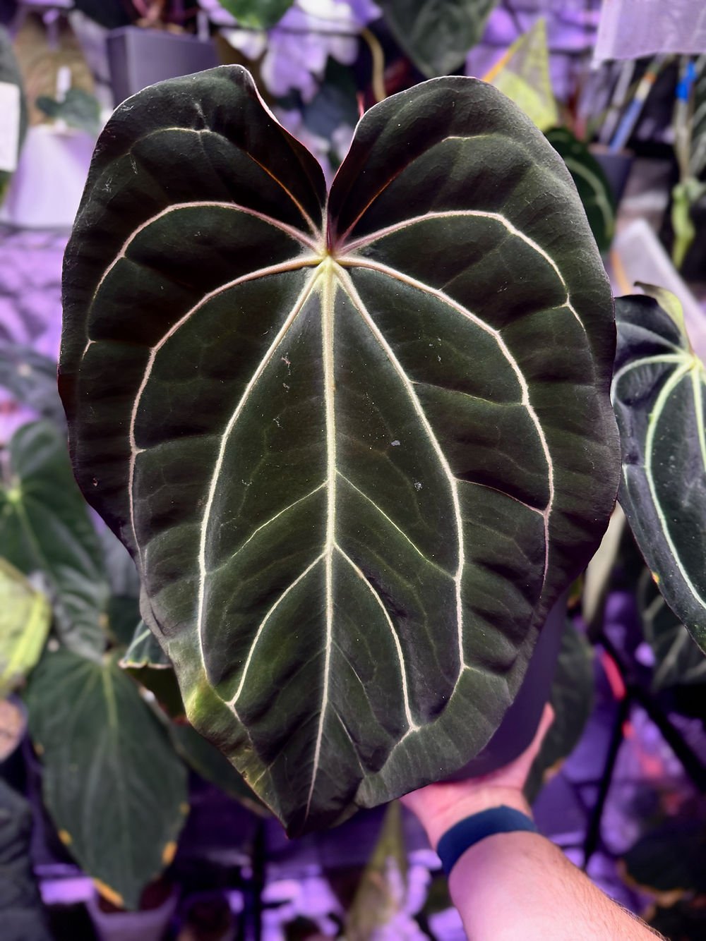 Anthurium Carlablackiae 'BUZ1' x RA5x10 - SMUKHI