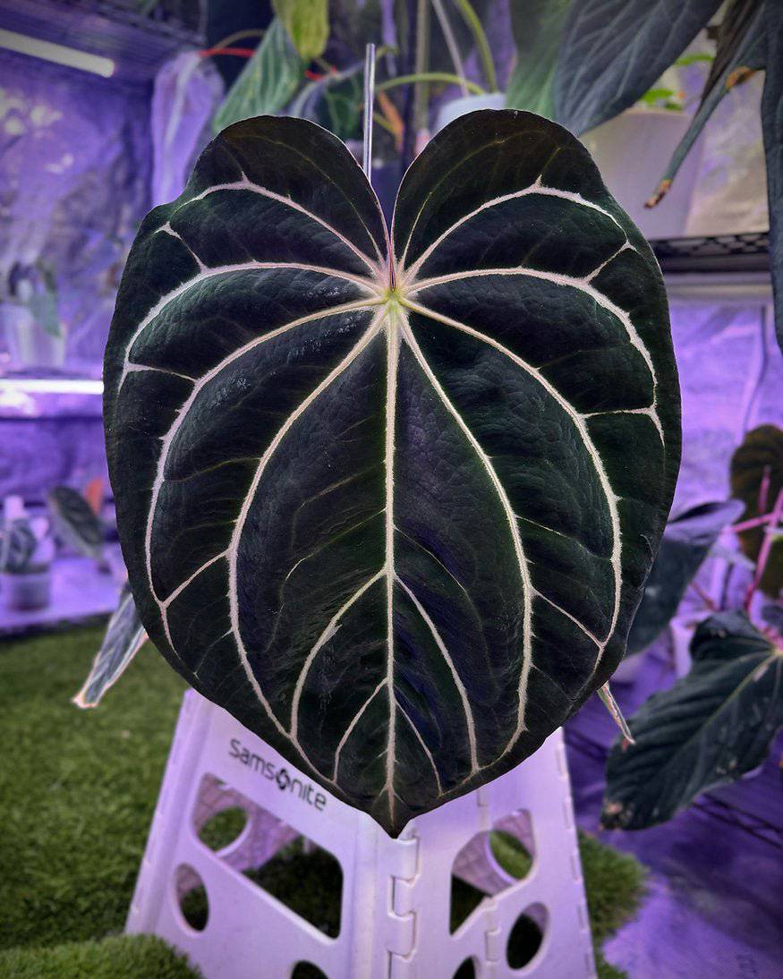 Anthurium Carlablackiae 'District' x 'BUZ1' - SMUKHI