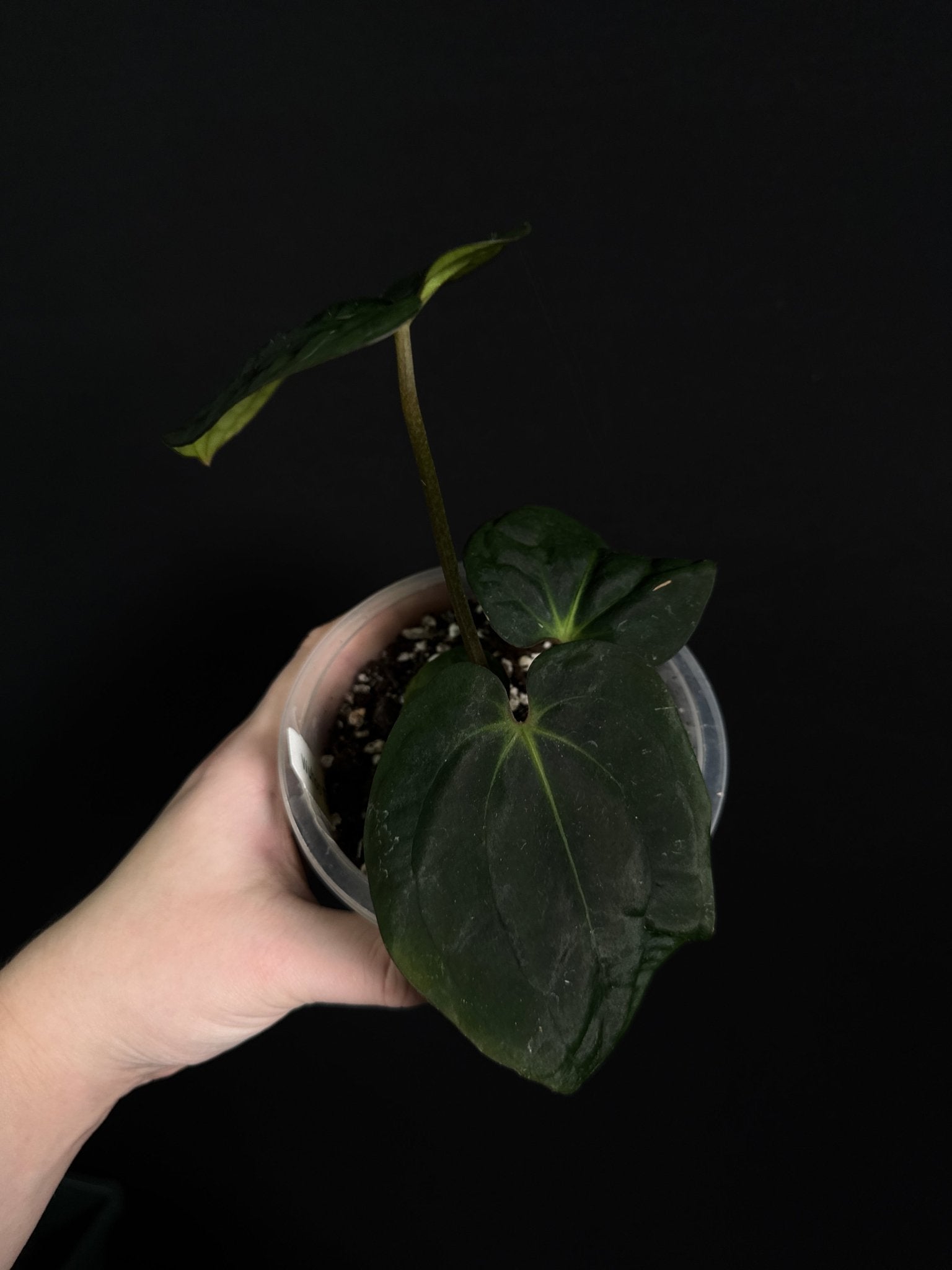 Anthurium Carlablackiae x Antolakii (BVEP) - SMUKHI