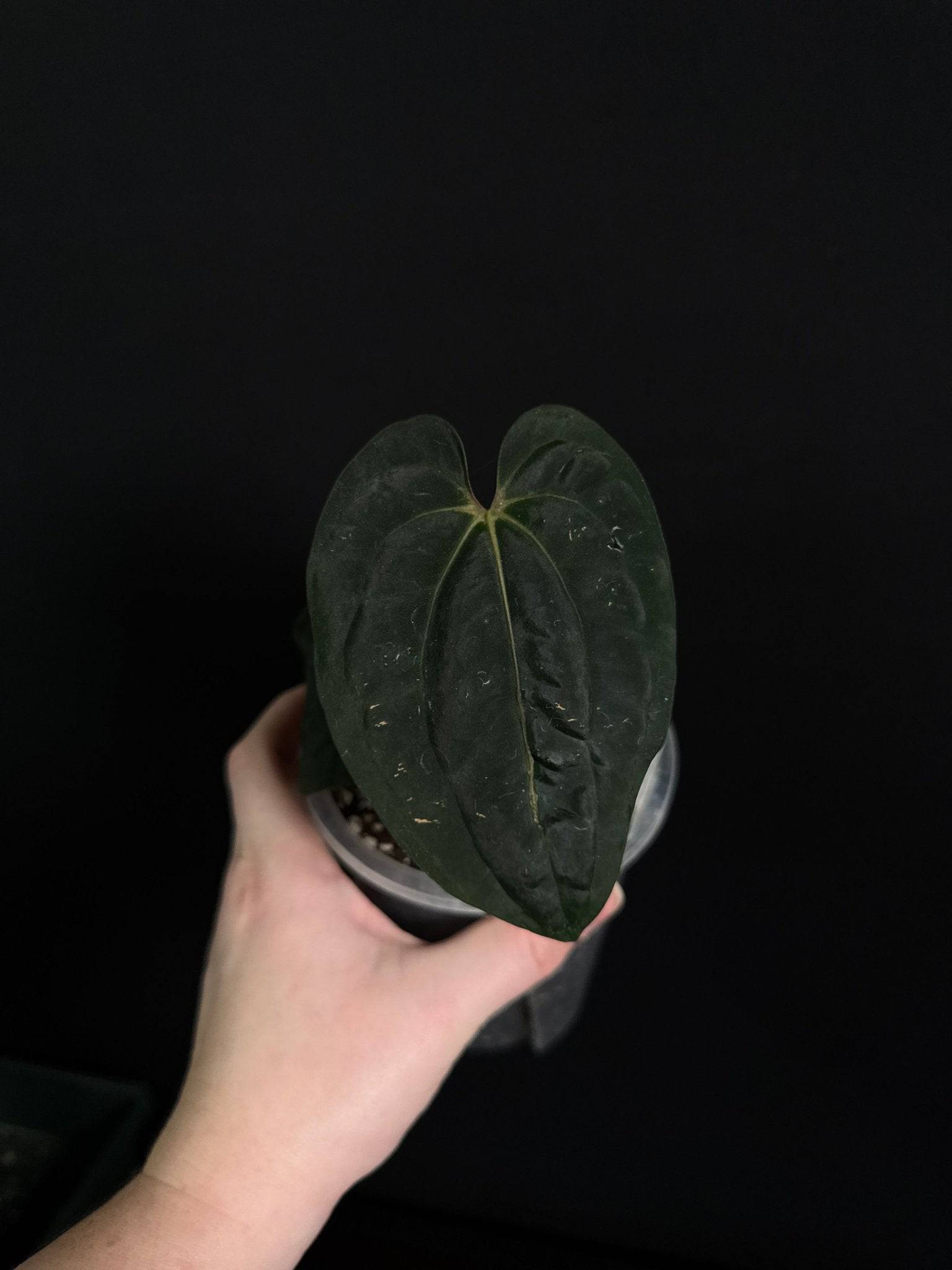 Anthurium Carlablackiae x Antolakii (BVEP) - SMUKHI