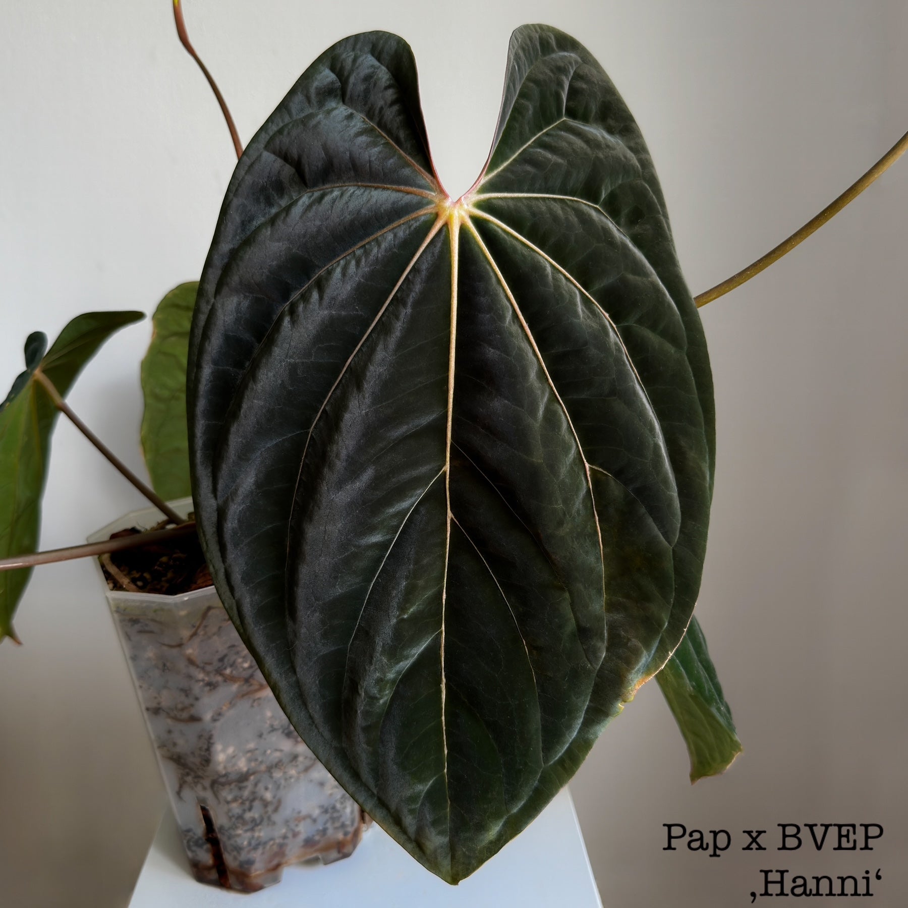 Anthurium (Carlablackiae x RG Dressleri) x (Papillilaminum x BVEP ‘Hanni’) - SMUKHI