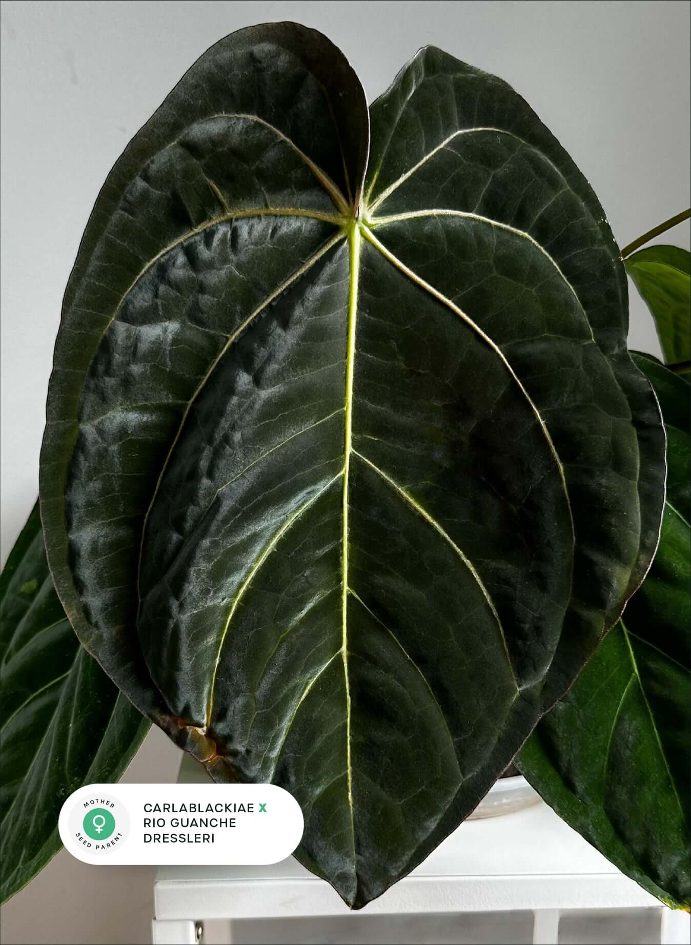 Anthurium (Carlablackiae x RG Dressleri) x (Papillilaminum x BVEP ‘Hanni’) - SMUKHI