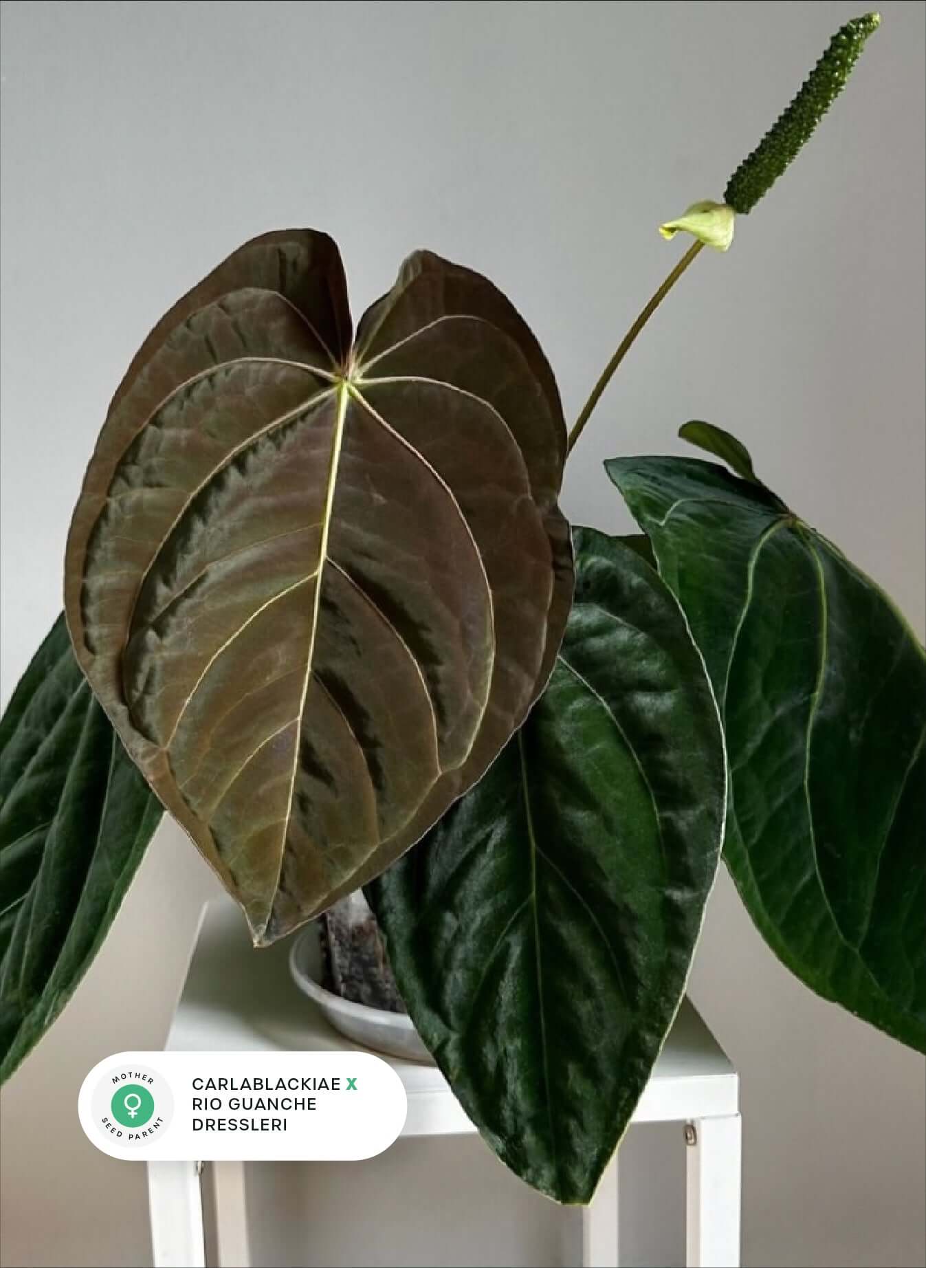 Anthurium (Carlablackiae x RG Dressleri) x (Papillilaminum x BVEP ‘Hanni’) - SMUKHI