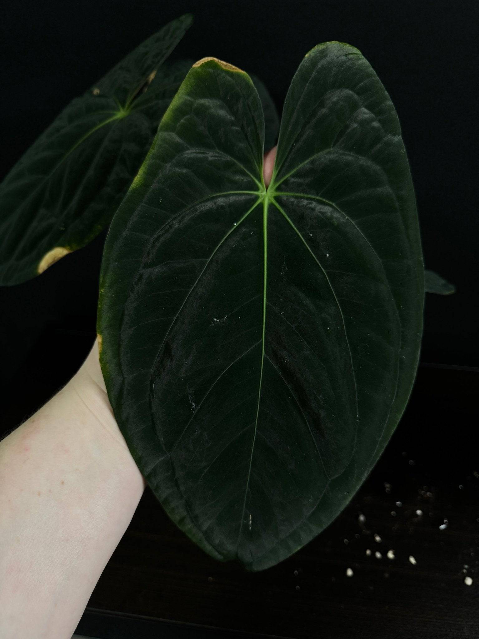 Dark Phoenix Anthurium plant from Private Collection with deep red foliage and glossy green leaves.