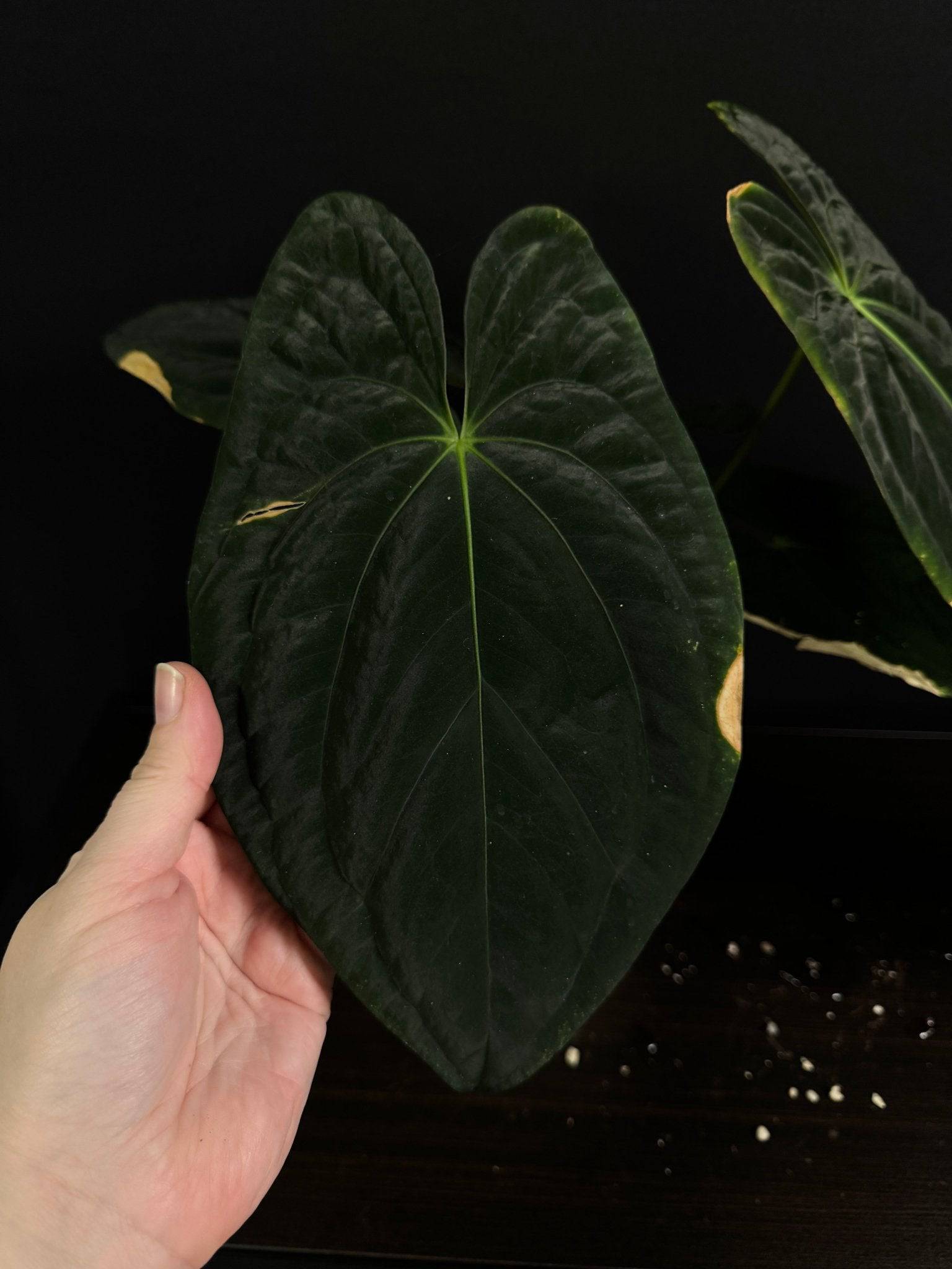 Dark Phoenix Anthurium plant from Private Collection with glossy, dark red heart-shaped leaves and vibrant spadix.