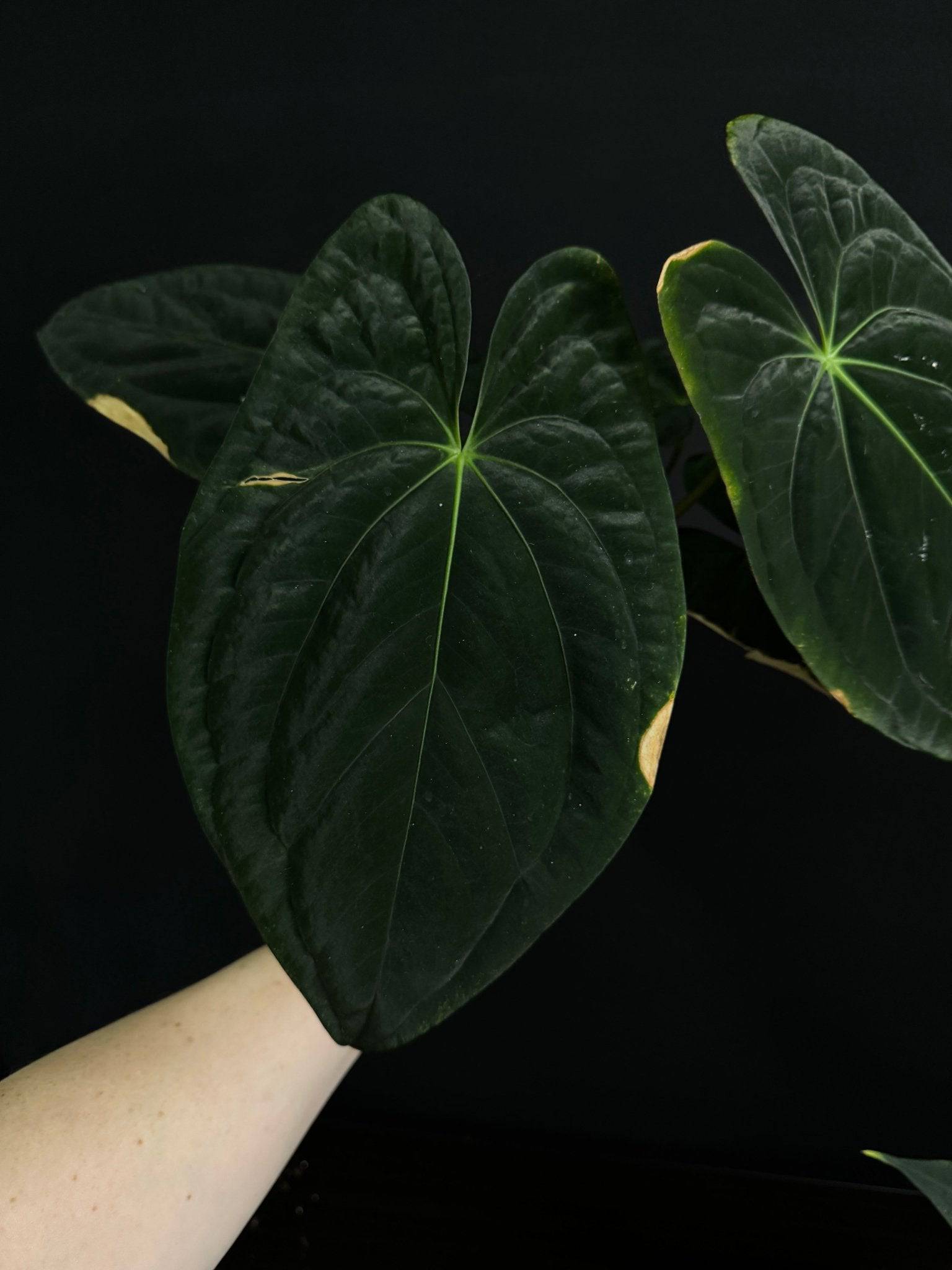 Dark Phoenix Anthurium plant from Private Collection with glossy dark leaves and vibrant red flowers, shown in a pot.