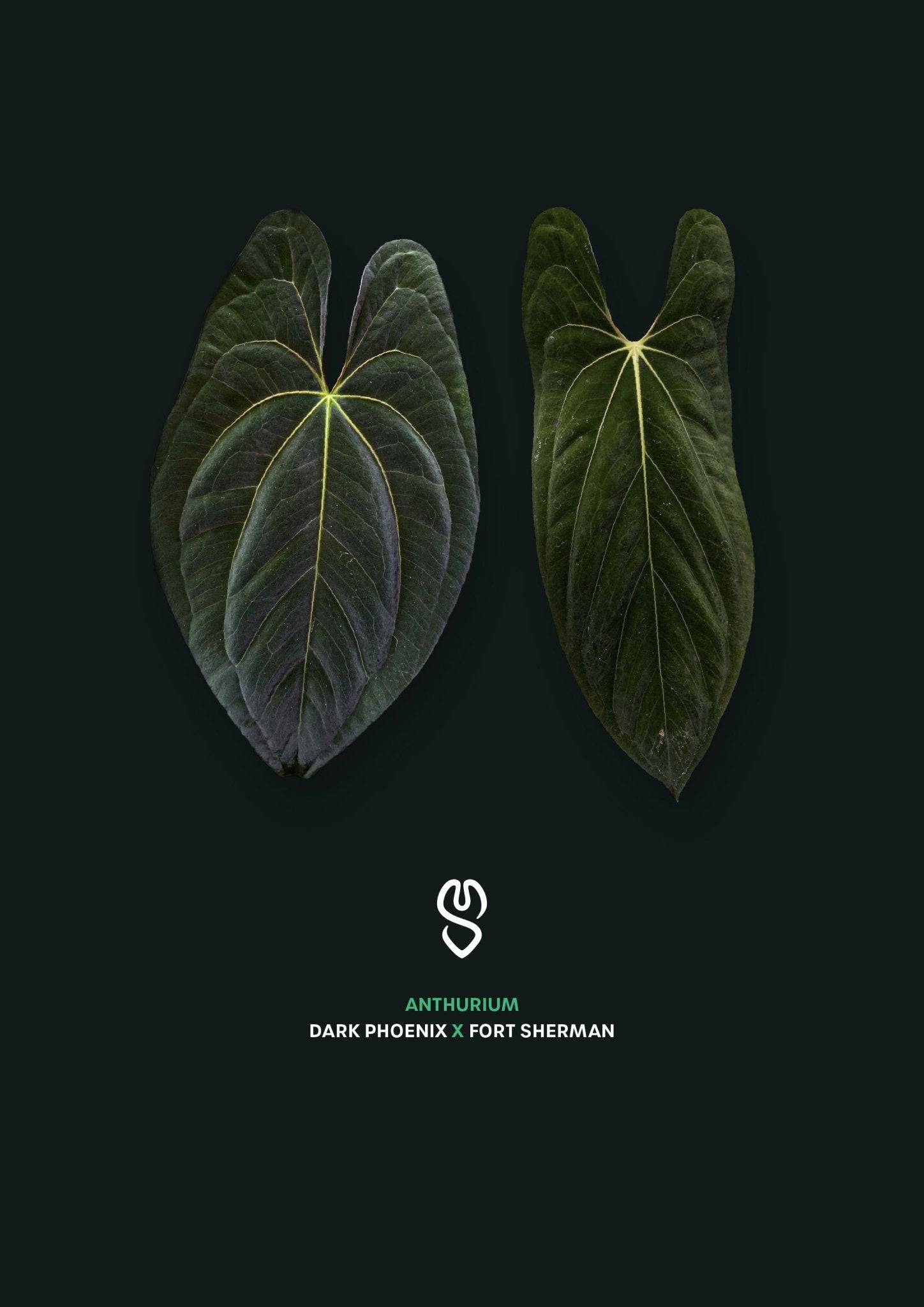 Anthurium Dark Phoenix x Fort Sherman - SMUKHI
