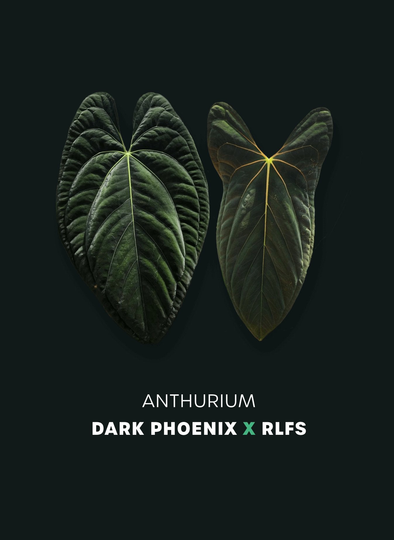 Anthurium Dark Phoenix x RLxFS - SMUKHI