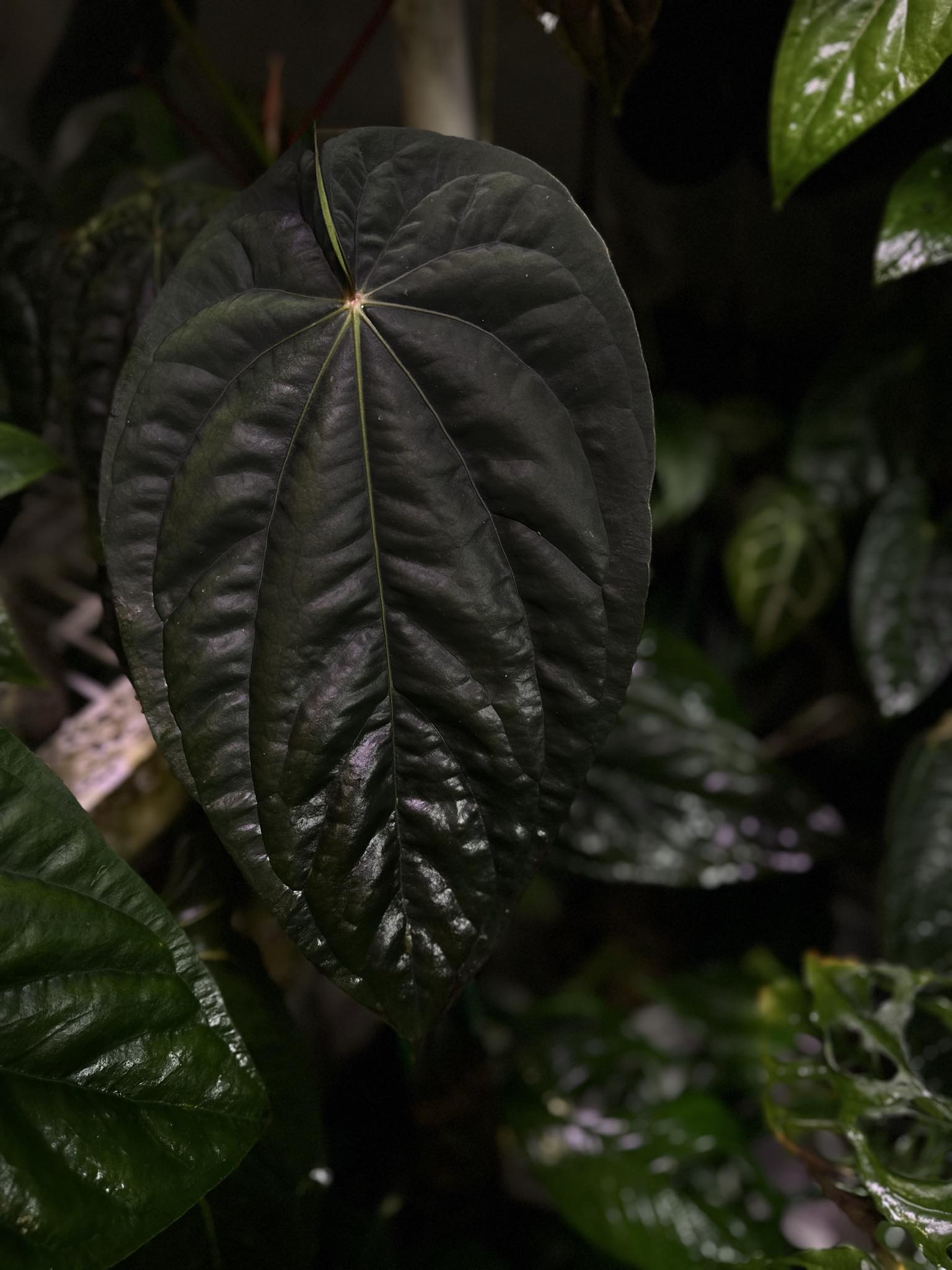 Anthurium Dressleri NSE 'Obsidian' x Dressleri RG - Seedling - SMUKHI