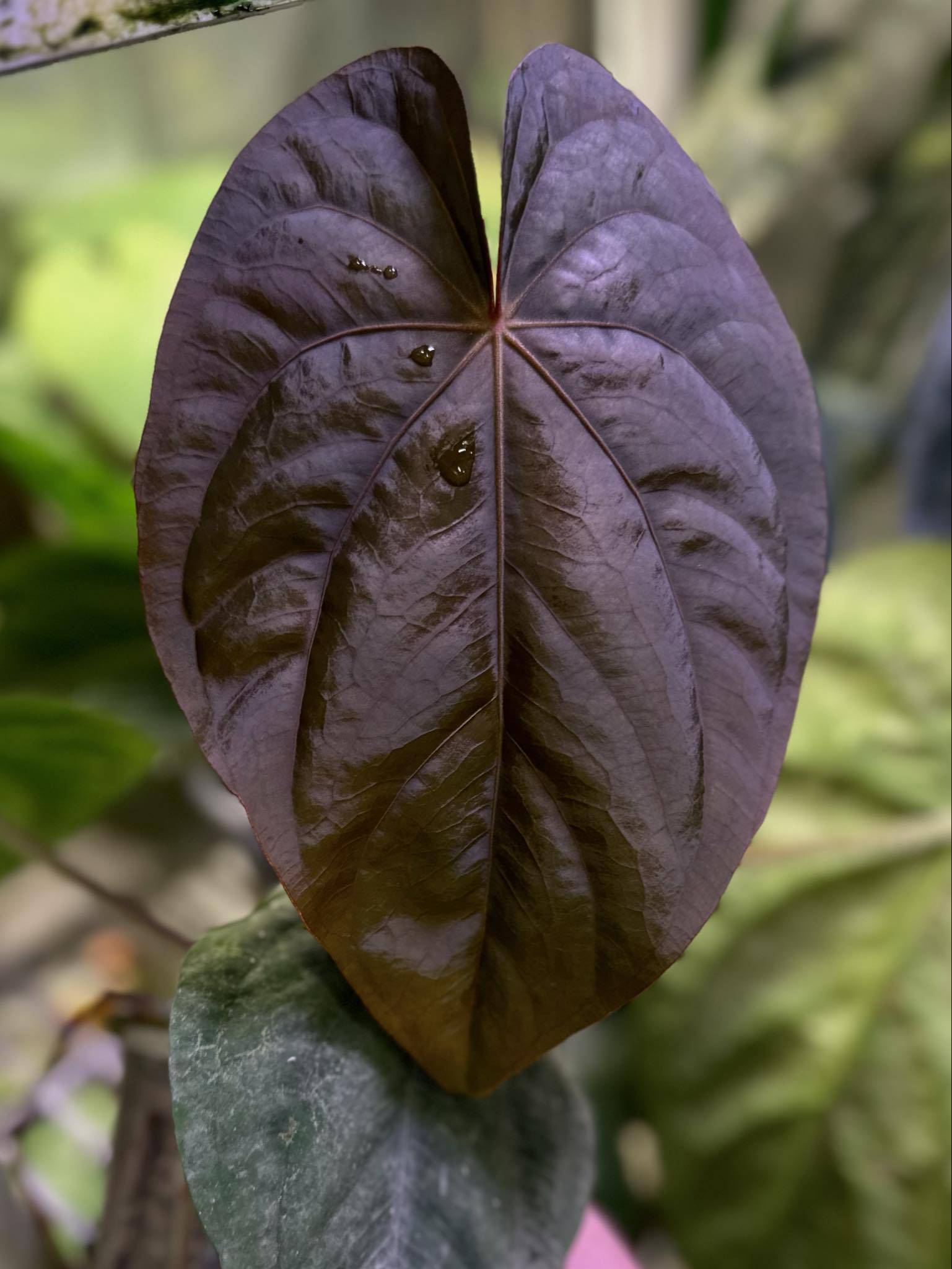Anthurium Dressleri NSE 'Obsidian' x Dressleri RG - Seedling - SMUKHI