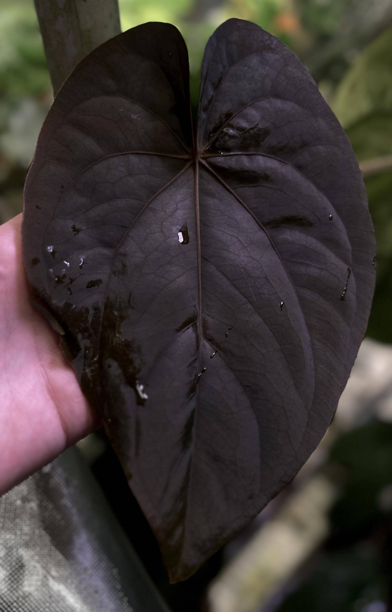 Anthurium Dressleri NSE 'Obsidian' x Dressleri RG - Seedling - SMUKHI