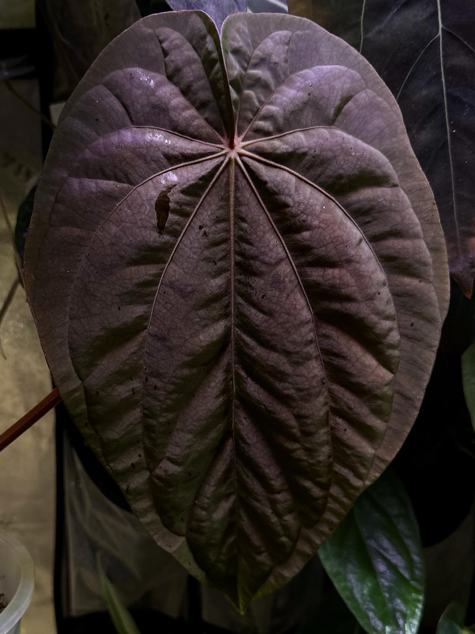 Anthurium Dressleri NSE 'Obsidian' x Dressleri RG - Seedling - SMUKHI