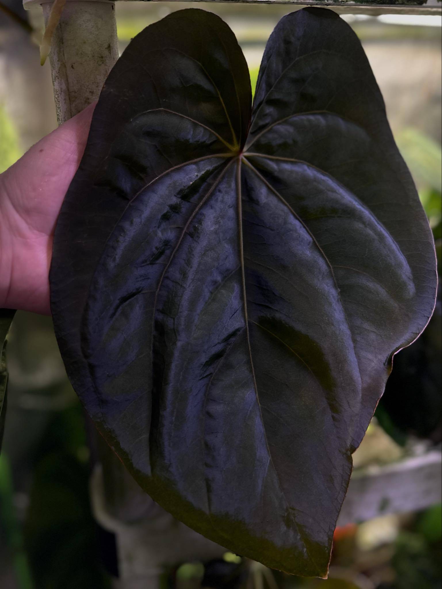 Anthurium Dressleri NSE 'Obsidian' x Dressleri RG - Seedling - SMUKHI