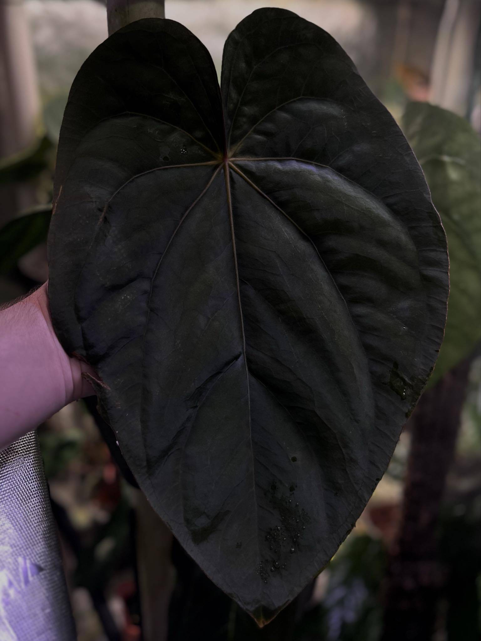 Anthurium Dressleri NSE 'Obsidian' x Dressleri RG - Seedling - SMUKHI