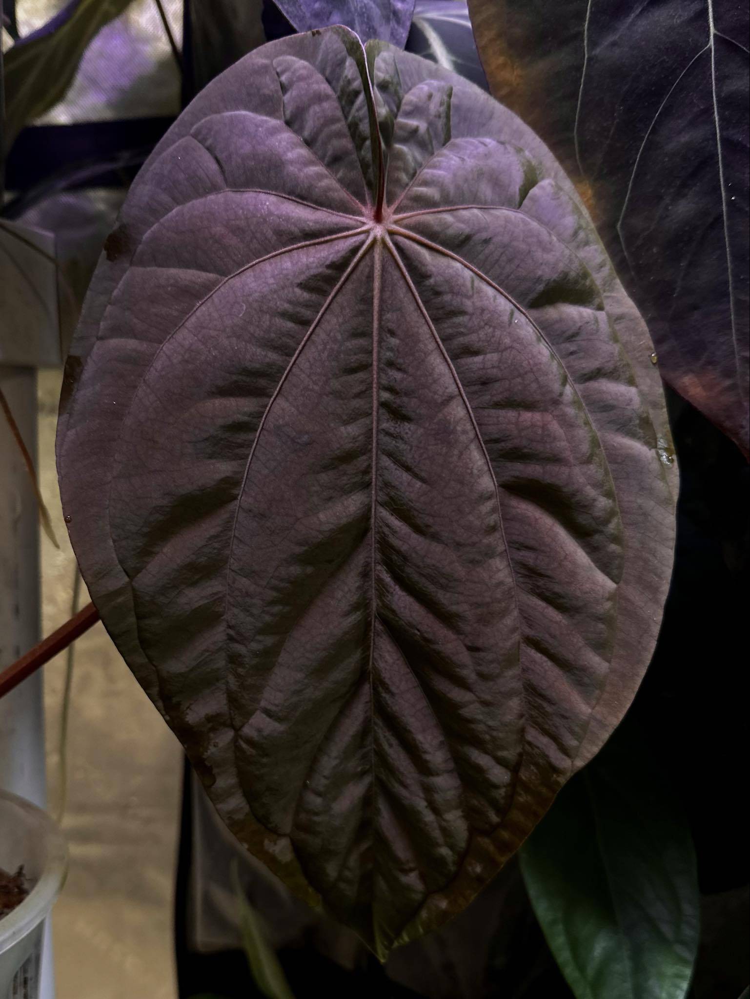 Anthurium Dressleri NSE 'Obsidian' x Dressleri RG - Seedling - SMUKHI