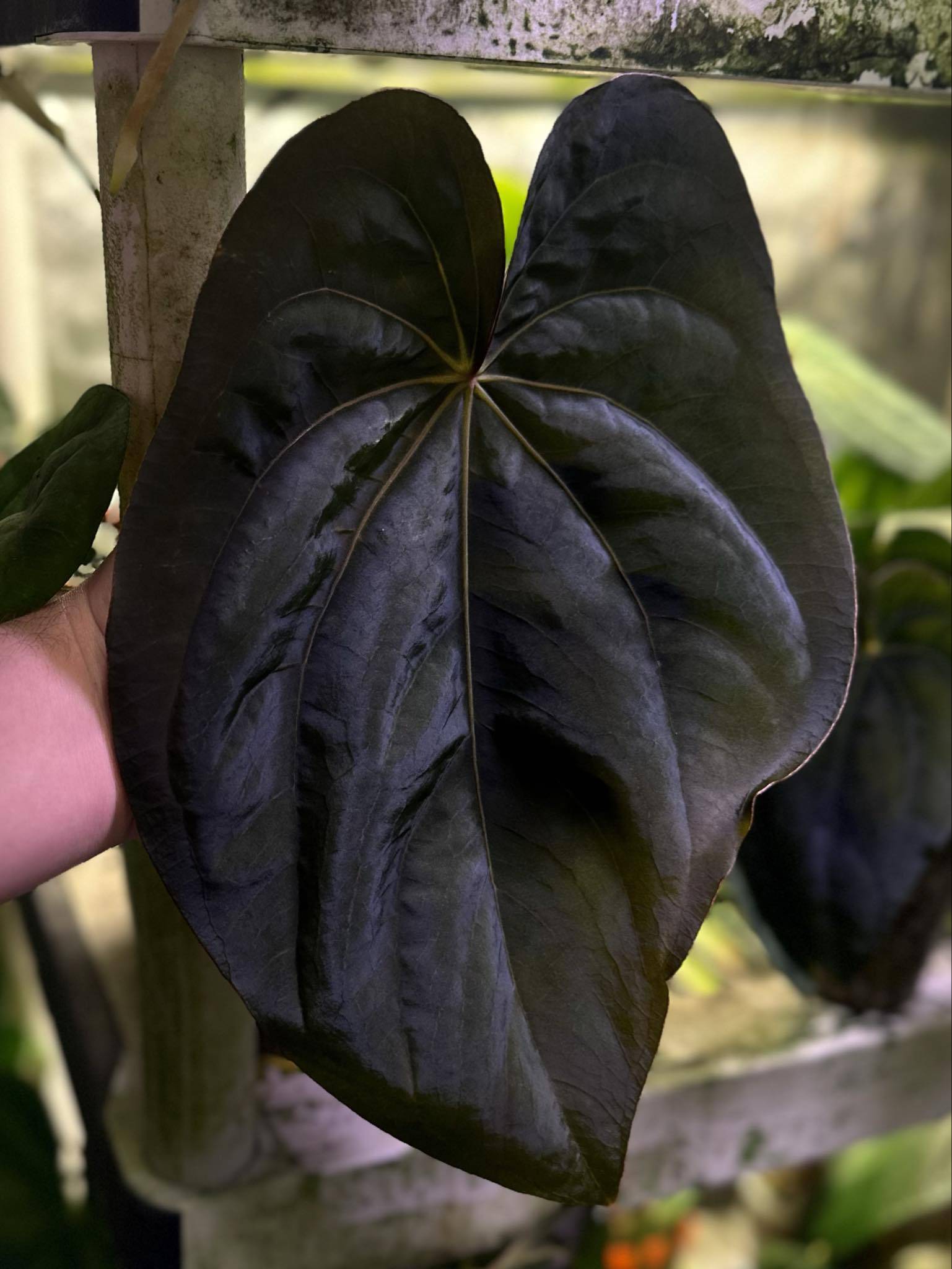 Anthurium Dressleri NSE 'Obsidian' x Dressleri RG - Seedling - SMUKHI