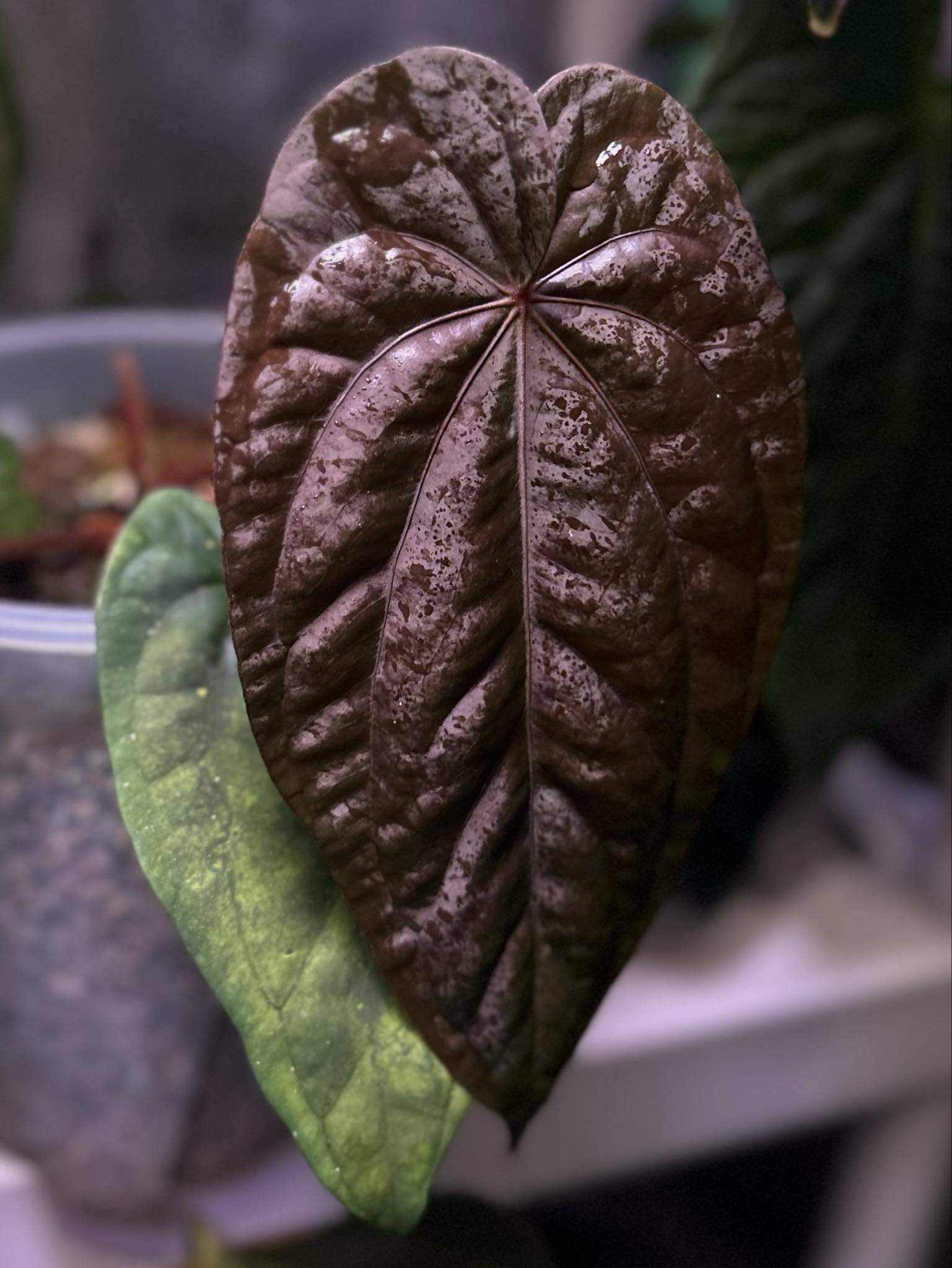 Anthurium Dressleri NSE 'Obsidian' x Dressleri RG - Seedling - SMUKHI