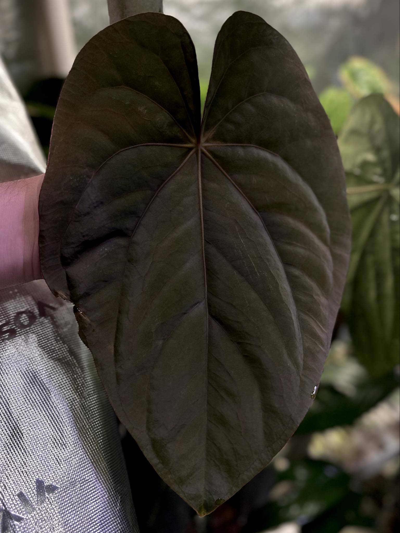 Anthurium Dressleri NSE 'Obsidian' x Dressleri RG - Seedling - SMUKHI