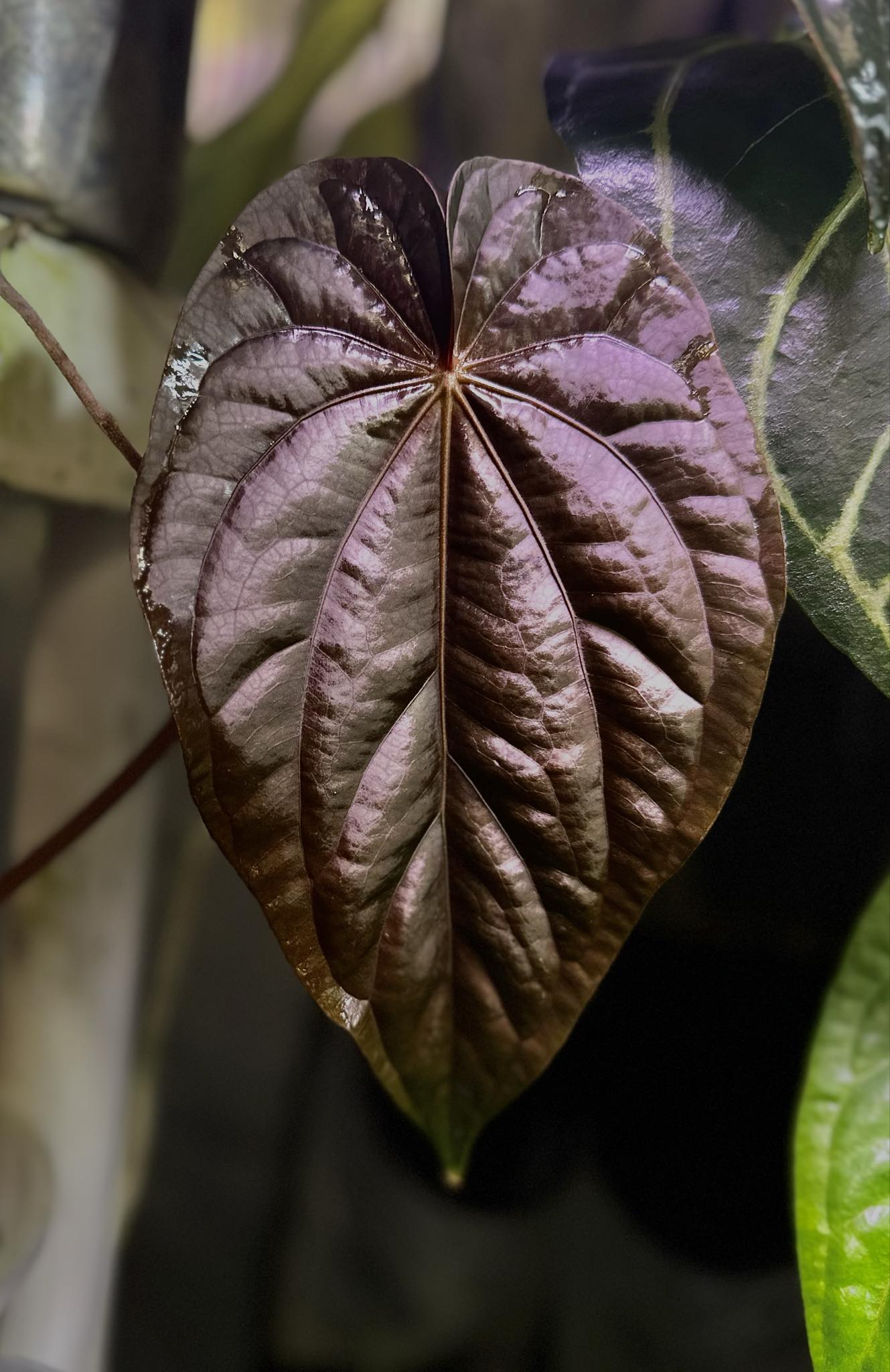 Anthurium Dressleri NSE 'Obsidian' x Dressleri RG - Seedling - SMUKHI