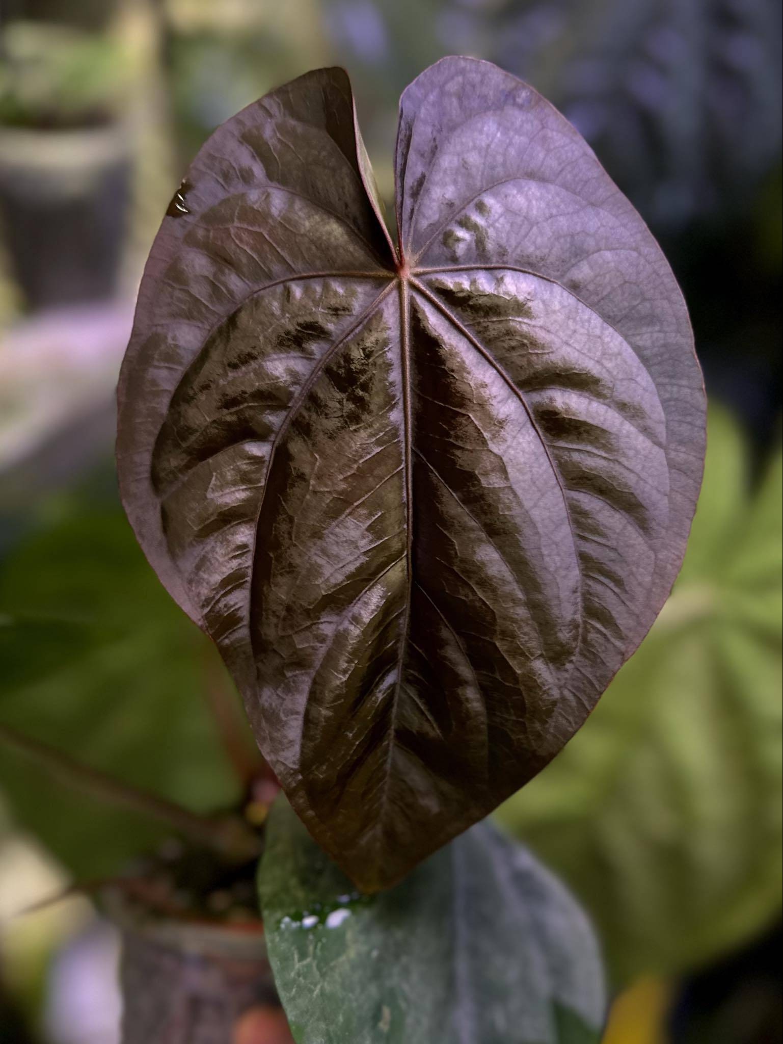 Anthurium Dressleri NSE 'Obsidian' x Dressleri RG - Seedling - SMUKHI