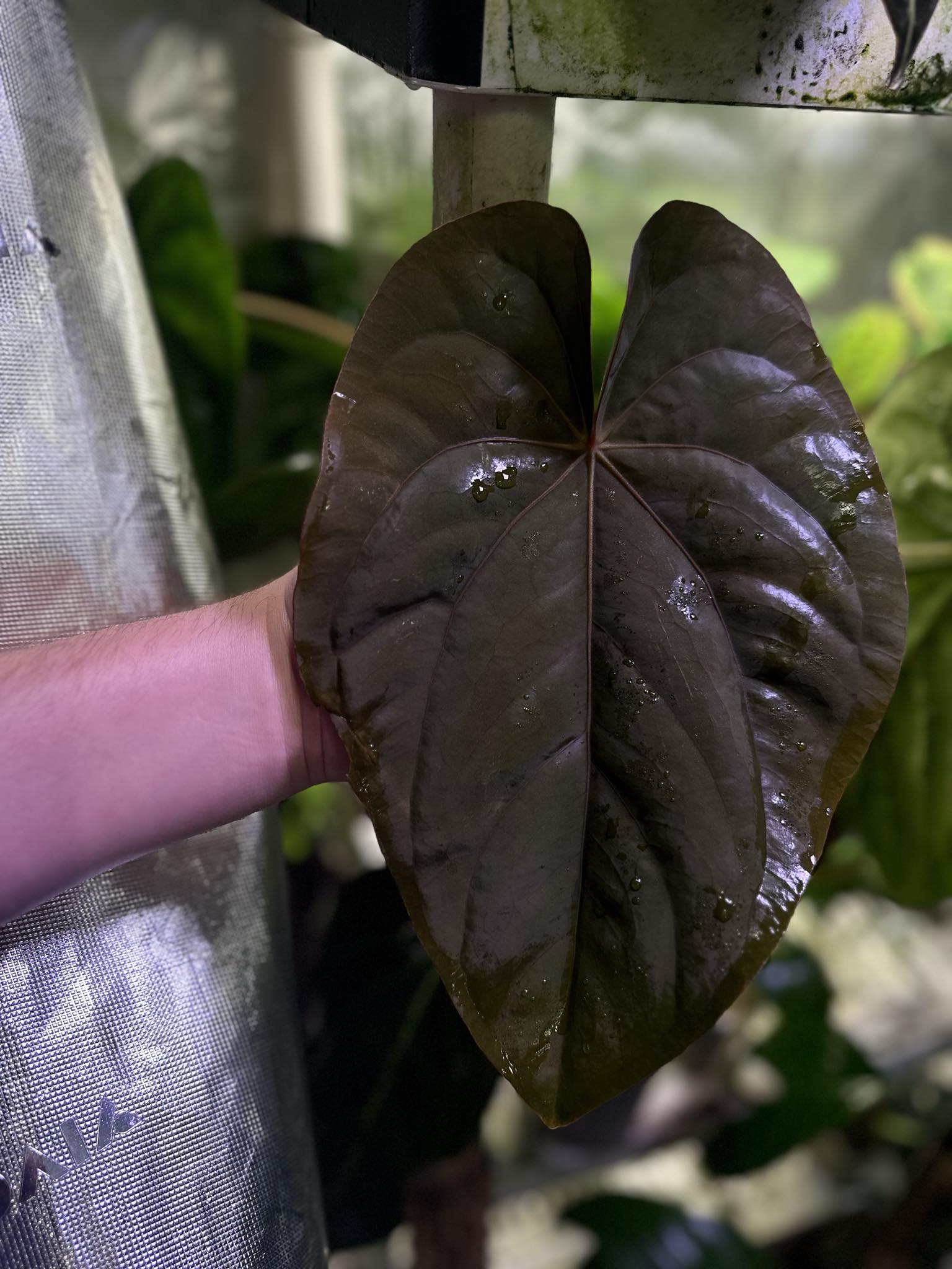 Anthurium Dressleri NSE 'Obsidian' x Dressleri RG - Seedling - SMUKHI