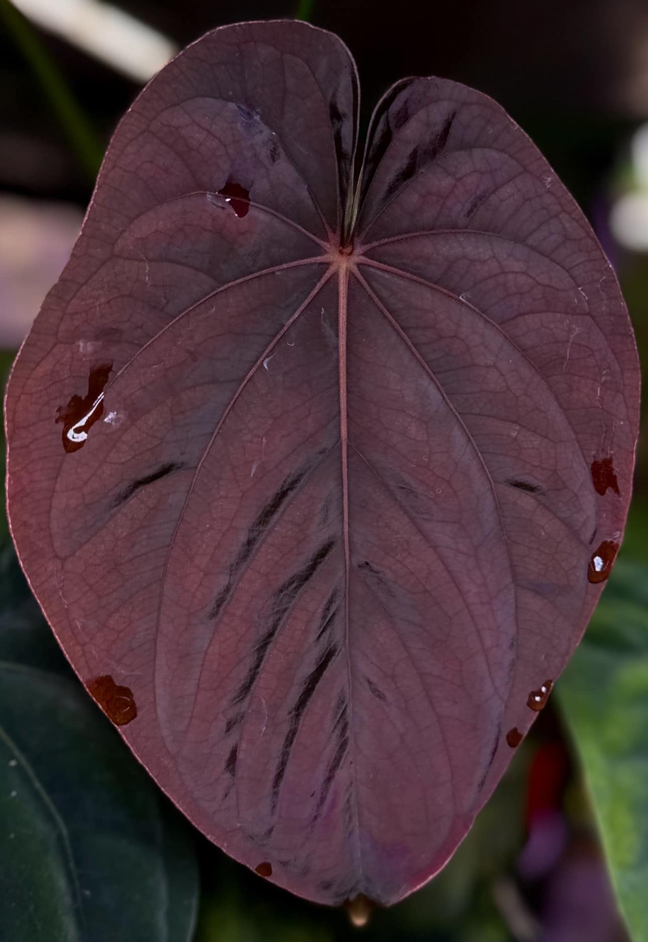 Anthurium Dressleri NSE 'Obsidian' x Dressleri RG - Seedling - SMUKHI