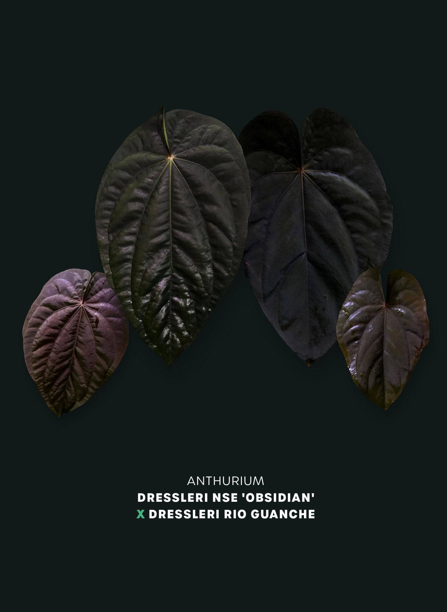 Anthurium Dressleri NSE 'Obsidian' x Dressleri RG - SMUKHI