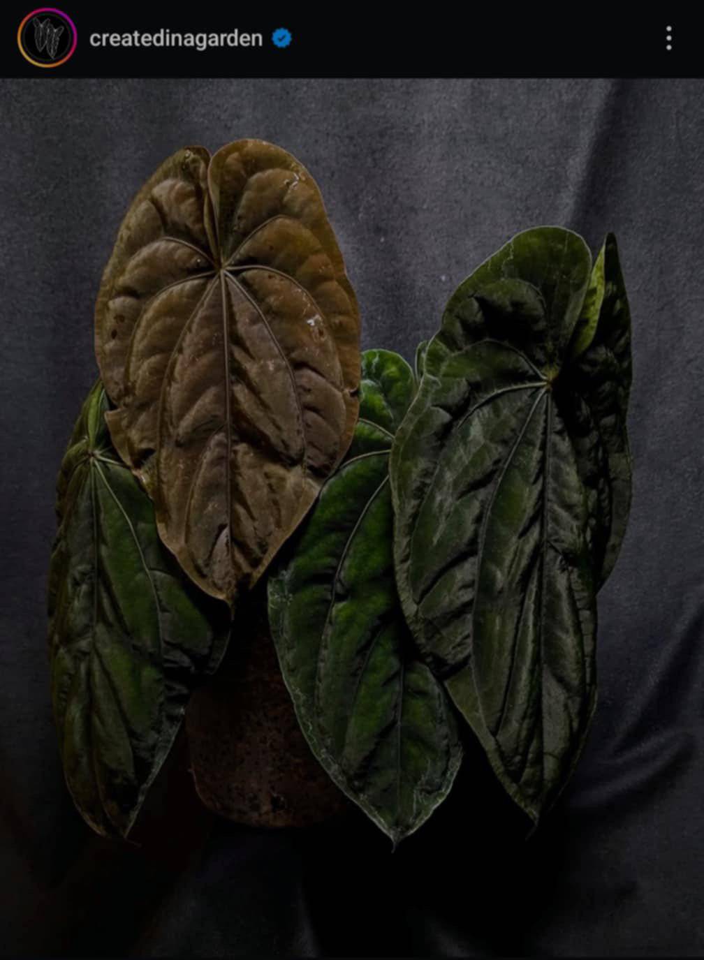 Anthurium Dressleri RG F2 x ‘Windy’ - SMUKHI