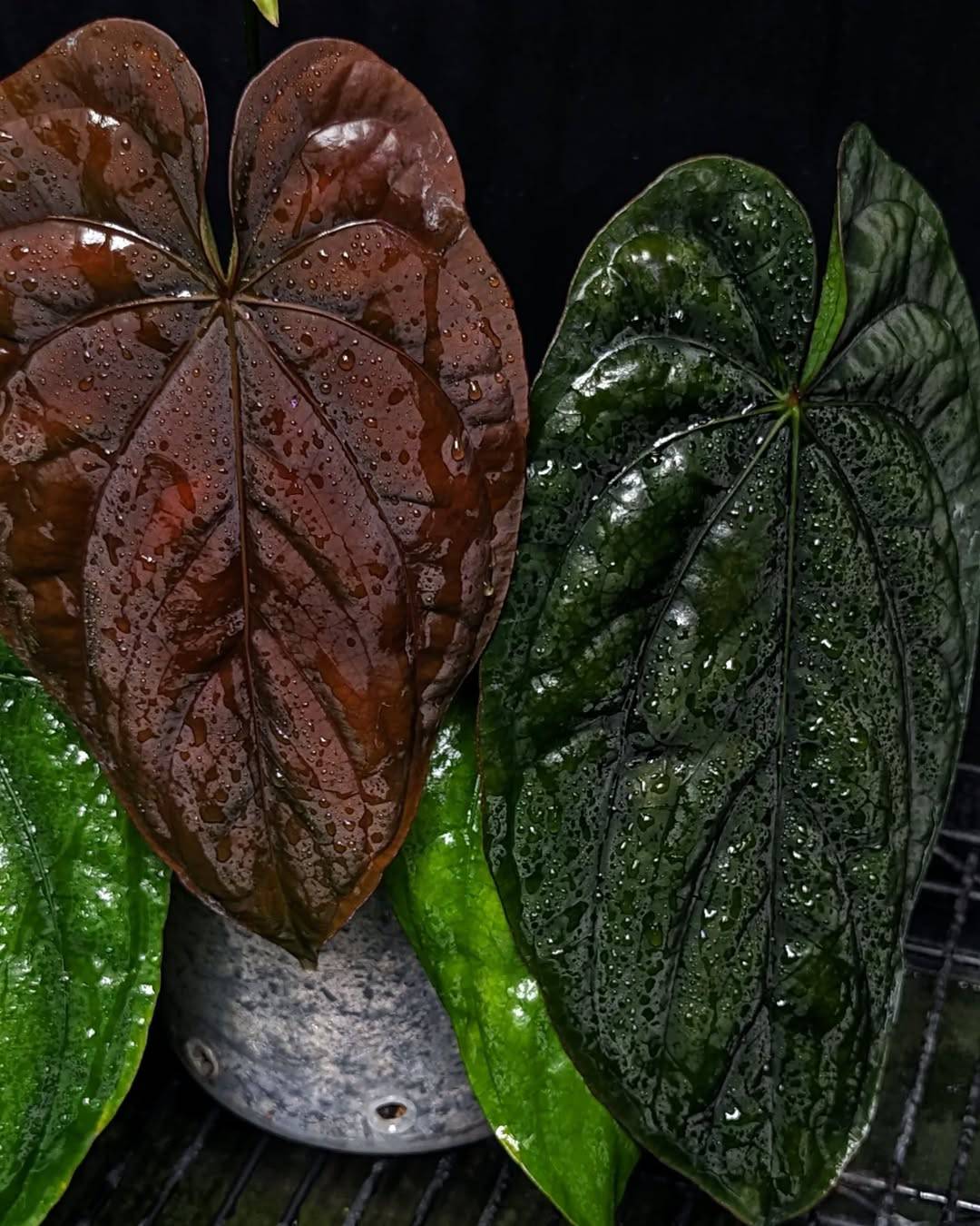 Anthurium Dressleri RG F2 x 'Windy' - SMUKHI