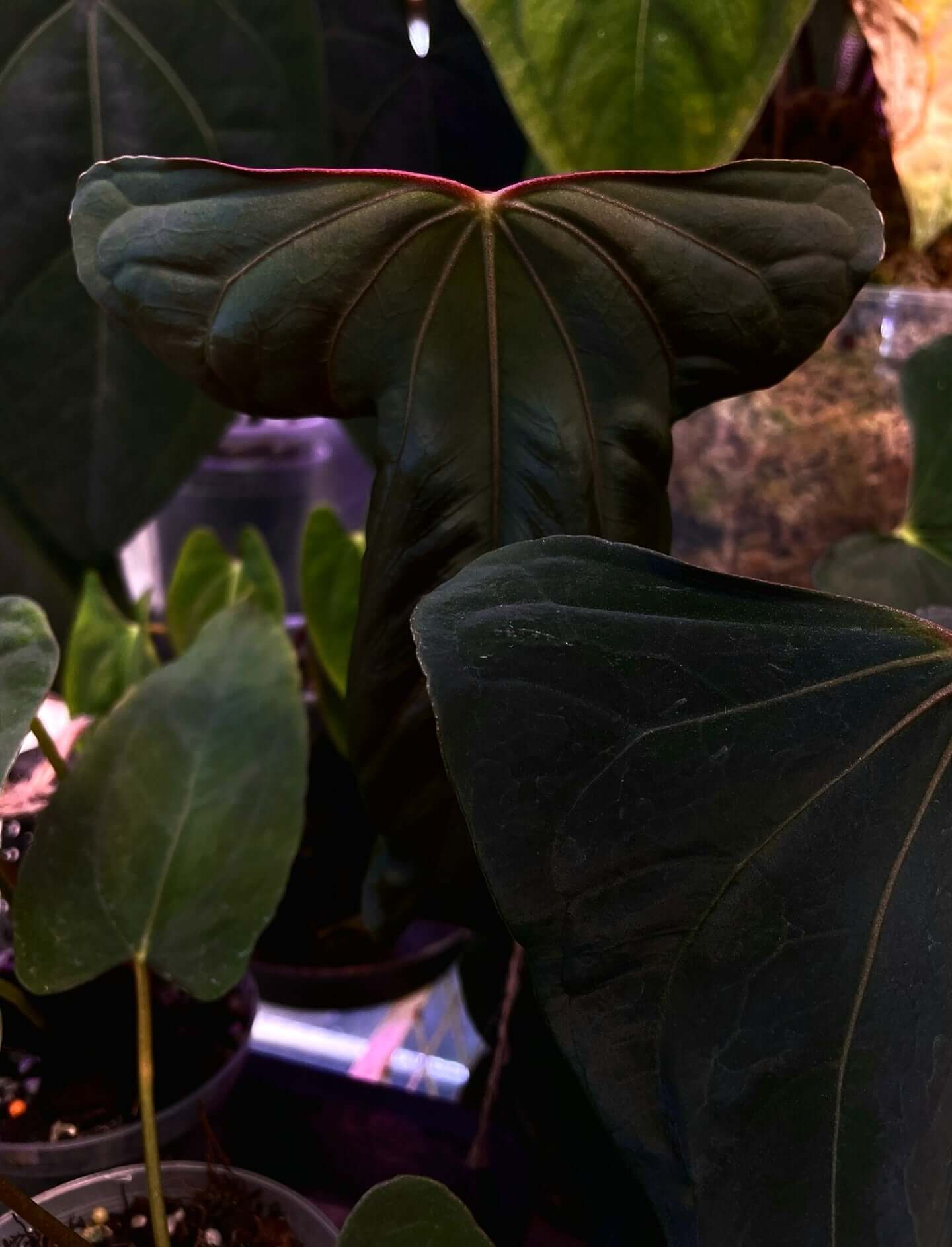 Anthurium FSxRL Flat Sinus x Papillilaminum RA6 - SMUKHI
