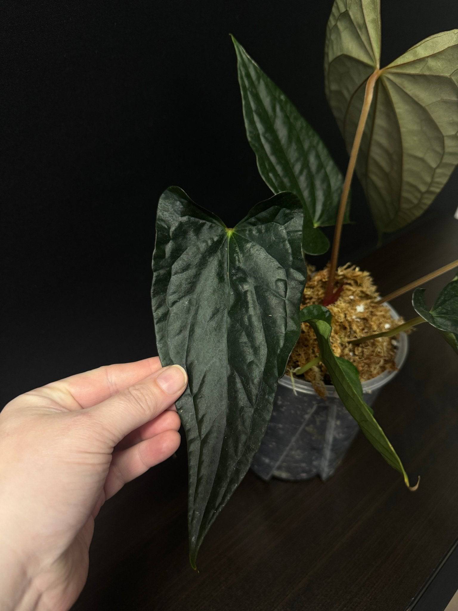 Anthurium FSxRL ‘Grim Reaper’ x Luxurians - SMUKHI