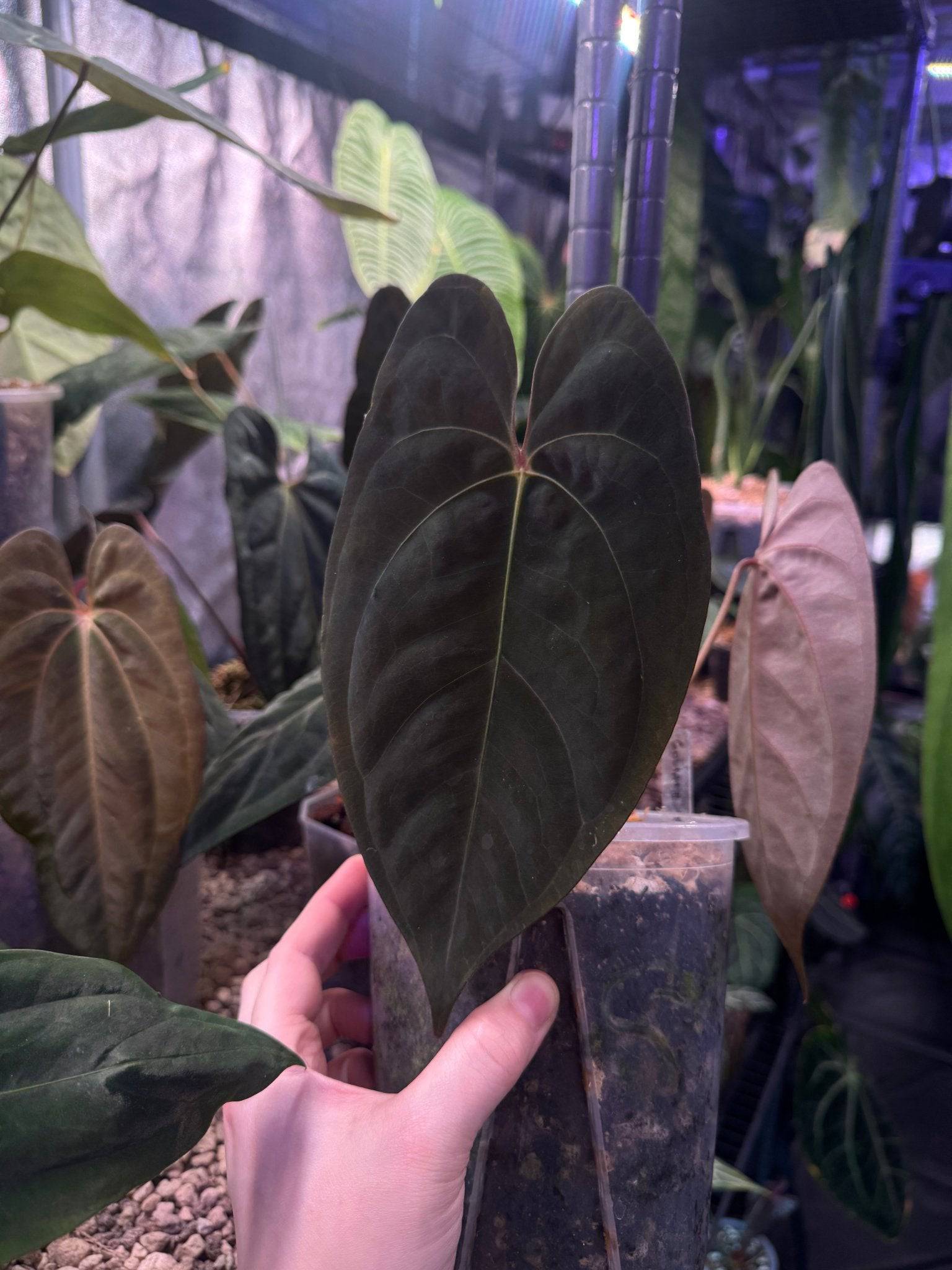 Anthurium Goliath - SMUKHI